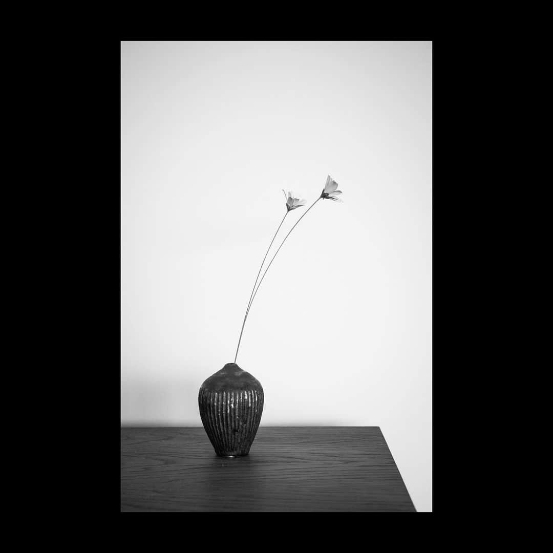 FIVE FOCUS takarada_officialのインスタグラム：「added a vase to the house at @sou.plants and @judino___   ずっとこの一輪挿しに挿す花を探していたらいいの見つけました。  色伝わらんけどナチュラルでいい感じ。  #一輪挿し #二輪 #ナチュラル #花 #ドライフラワー #トラックファニチャー #souplants #アガベ #植物 #design #部屋 #リビング #空間デザイン #fivefocus #陶器 #鉢 #オブジェ #アート #雑貨 #花屋 #観葉植物 #osaka #japan #leica #leicam10monochrom   @mottosatoshi  @glitchman_shimizu @new_daisuke_fishing @akitoshiyamada @wakazonobassfishingclub @yuichi_enda  @okudakent @niikawa8880 @teppeipizza @china_c812 @chihiro.take @miidono @aki.buuchan.1122.1122 @noumenchaaan_jpn   ■FIVE FOCUS Inc. @five_focus_inc   ■GLITCH OIL JAPAN @glitch_oil_japan  ■GLITCH OIL EUROPE @glitch_oil_europe」