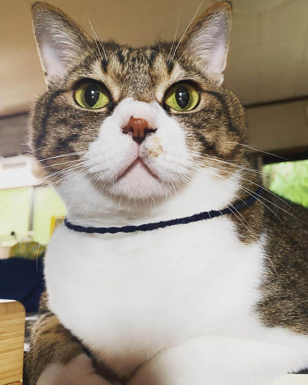 野本かりあのインスタグラム：「世の中何がいつ起きるか分からないから、渋々、ルカに首輪を付ける為、慣らしとして大きめなヘアゴムを。 渋々と、と書いたのは、首輪をしたら可哀想だから。人間のエゴじゃないかと。 でも、何かあった時にルカを守る為だと思い直した。 2日しか経ってないのに、ゴムが伸びた。笑 #ルカの首輪は犬コーナーかもしれん #lukarly #catsofinstagram #にゃんすたぐらむ #きじしろ」