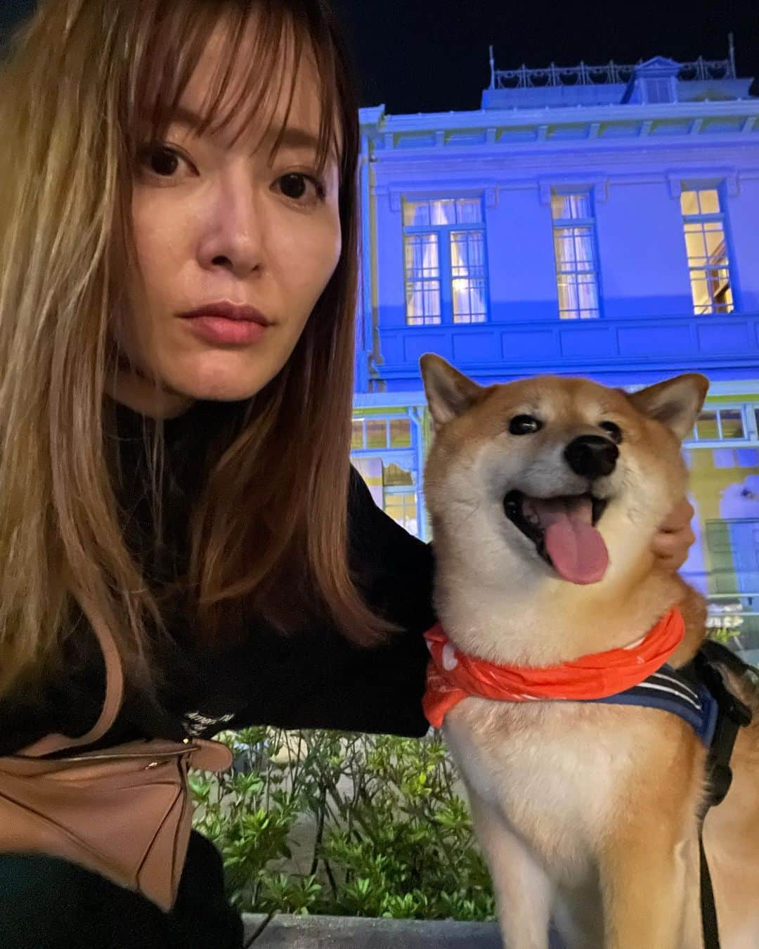 井上志帆子さんのインスタグラム写真 - (井上志帆子Instagram)「. #楽しい夜ふかし#柴犬#しばいぬ #柴犬と飼い主#shibainu #不良犬  明るい時間は暑いので夜に長めの散歩。 でもやっぱり風がないと夜でも暑い… 飼い主、しぬほど汗かきなので大変でした でも初めての場所で沢山くんくんして 楽しそうだった🐕🐕🐕  #外国人にハチって呼ばれてた」8月19日 17時47分 - shiriko0316