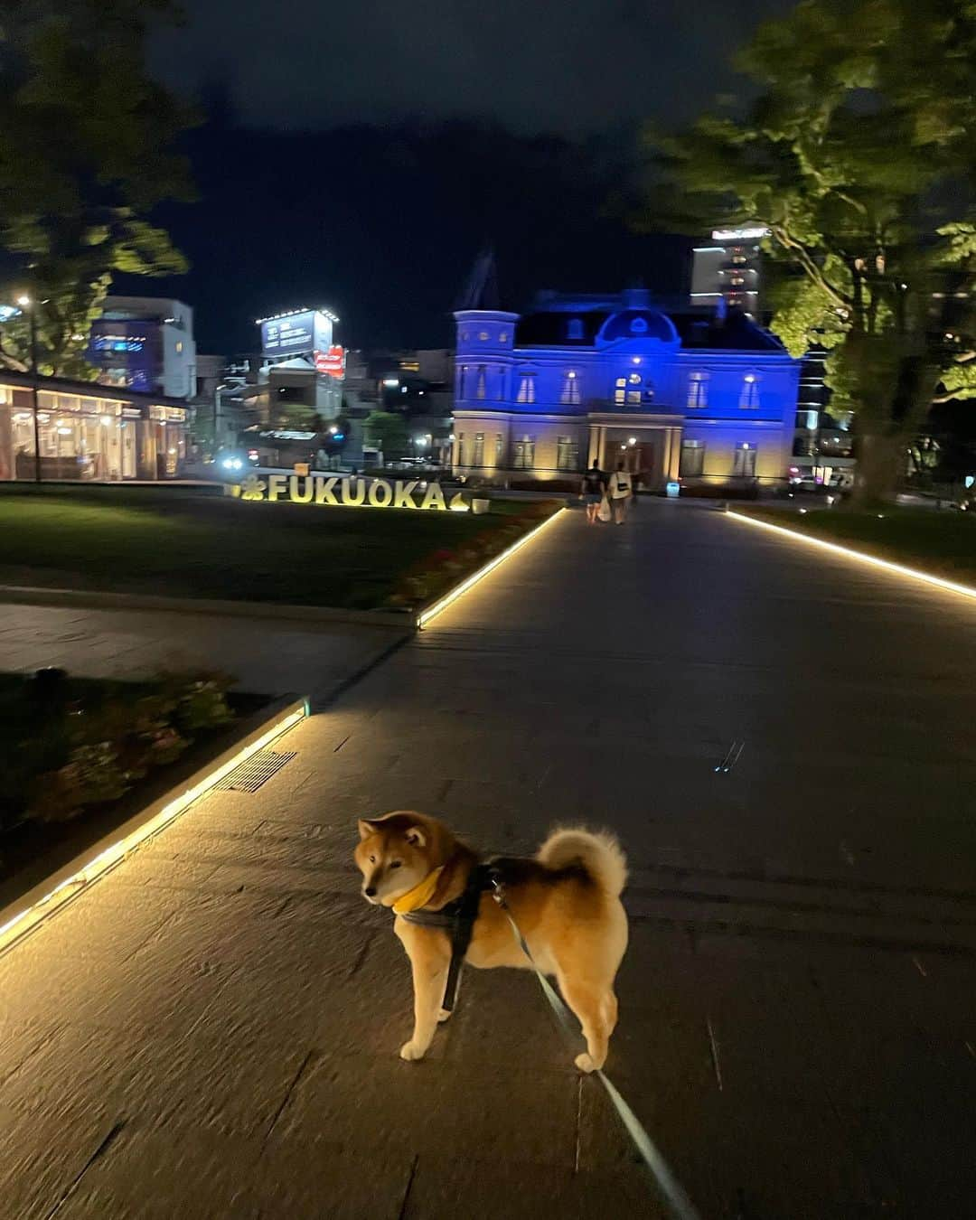 井上志帆子さんのインスタグラム写真 - (井上志帆子Instagram)「. #楽しい夜ふかし#柴犬#しばいぬ #柴犬と飼い主#shibainu #不良犬  明るい時間は暑いので夜に長めの散歩。 でもやっぱり風がないと夜でも暑い… 飼い主、しぬほど汗かきなので大変でした でも初めての場所で沢山くんくんして 楽しそうだった🐕🐕🐕  #外国人にハチって呼ばれてた」8月19日 17時47分 - shiriko0316