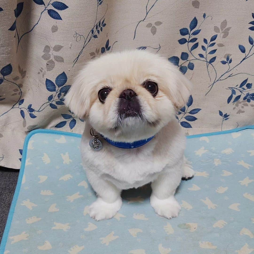 Kukkaのインスタグラム：「さっぱりー #ペキニーズ」