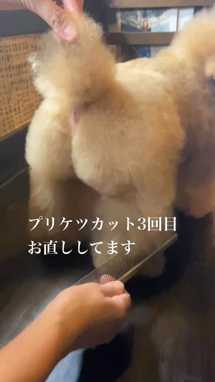 しらす先輩のインスタグラム