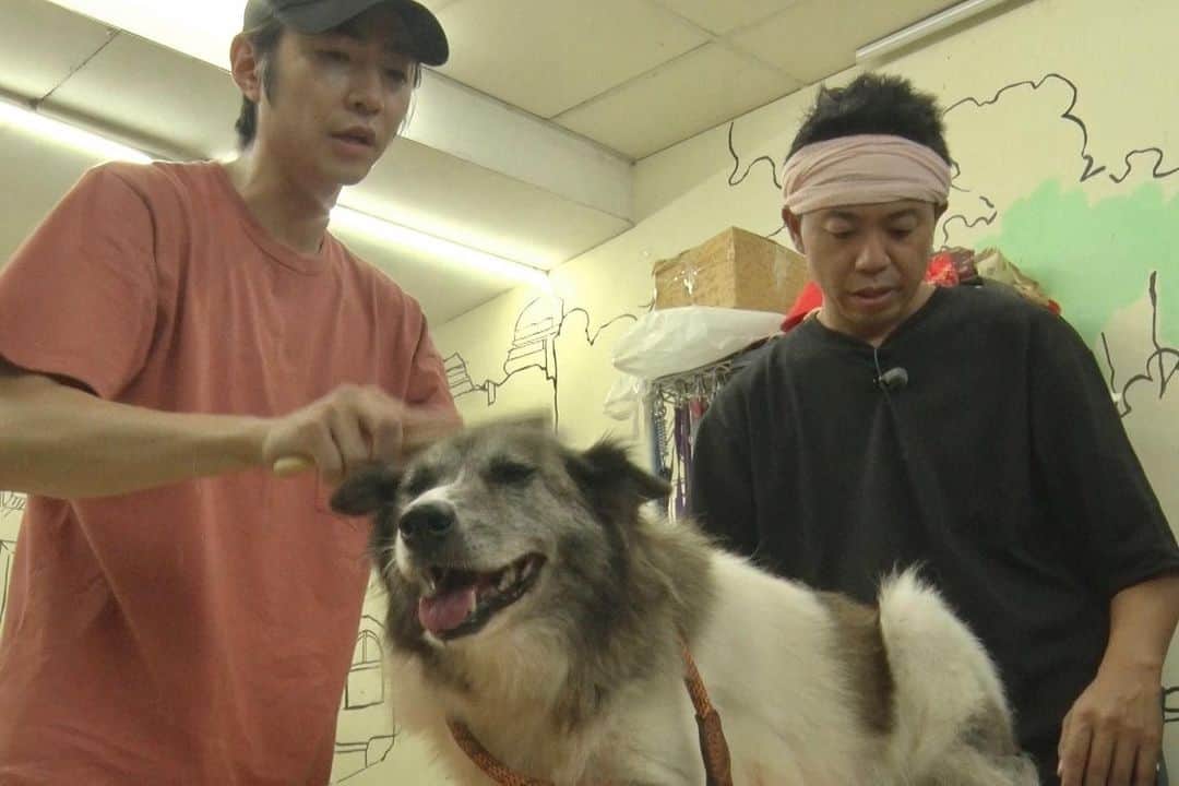 のインスタグラム：「保護された犬たちに新しい家族が見つかるよう、 これまで何十匹もトリミングで助けてきた相葉くん。  そして...預かりボランティアをはじめ 猫たちのため、長年保護ネコ活動に取り組む池崎さん。  来週8/26(土)・8/27(日)放送の #24時間テレビ で 2人が活動の輪を繋げるべく、 台湾の保護施設へ向かいました！！！  どんなトリミングになったのか！！ 是非お楽しみに✨🐶🛁」