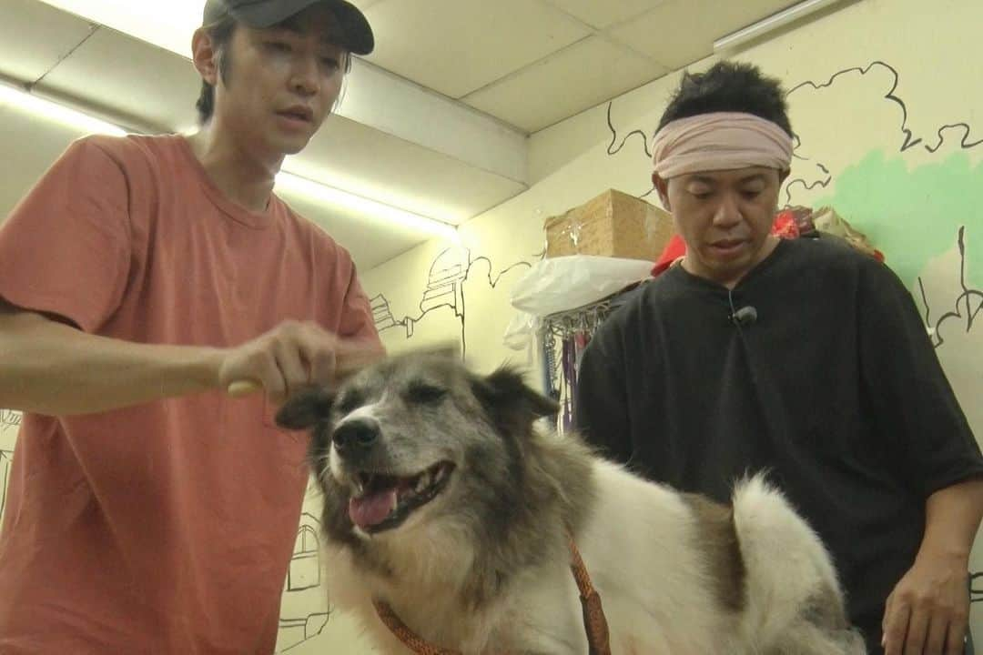 天才！志村どうぶつ園さんのインスタグラム写真 - (天才！志村どうぶつ園Instagram)「保護された犬たちに新しい家族が見つかるよう、 これまで何十匹もトリミングで助けてきた相葉くん。  そして...預かりボランティアをはじめ 猫たちのため、長年保護ネコ活動に取り組む池崎さん。  来週8/26(土)・8/27(日)放送の #24時間テレビ で 2人が活動の輪を繋げるべく、 台湾の保護施設へ向かいました！！！  どんなトリミングになったのか！！ 是非お楽しみに✨🐶🛁」8月19日 20時47分 - minnano_zoo_ntv