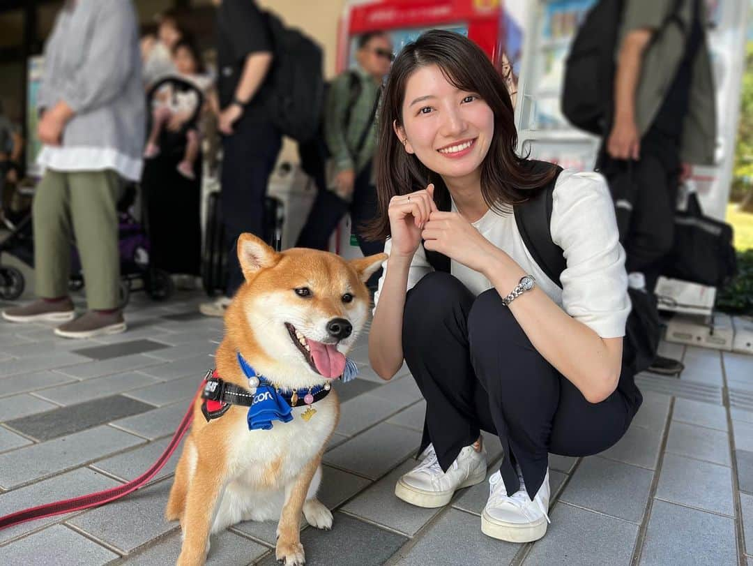 吉村恵里子のインスタグラム：「・ 世界陸上、開幕しましたね！ 今日は島根県浜田市から中継でお伝えしました。  悪天候で試合開始時刻がズレるなど、まさかの展開でしたが中継を二回でき、終えた今ホッとしています。  島根県は3000メートル障害の三浦龍司選手の故郷で、予選を国府小学校の体育館のパブリックビューイングで、地元の皆さんと応援してきました。  20年ぶり日本人決勝進出を青木選手と共に決めましたね。力強い走りでした。  さて、なぜ可愛いワンとの写真をあげているかというと今回利用した萩・石見空港は柴犬の聖地だそうで…空港を出るとたくさんの柴犬たちがお出迎えしてくれるんです。🐕  どこを見てもワンだらけ。可愛い。可愛すぎます。癒されました。(1枚目の子はノアちゃんです)  世界陸上、これからまだまだ盛り上がりそうです。一緒に応援しましょう🔥  #世界陸上 #スポーツ #tbs #国府小学校 #島根県 #萩石見空港 #柴犬 #出迎え #幸せ」