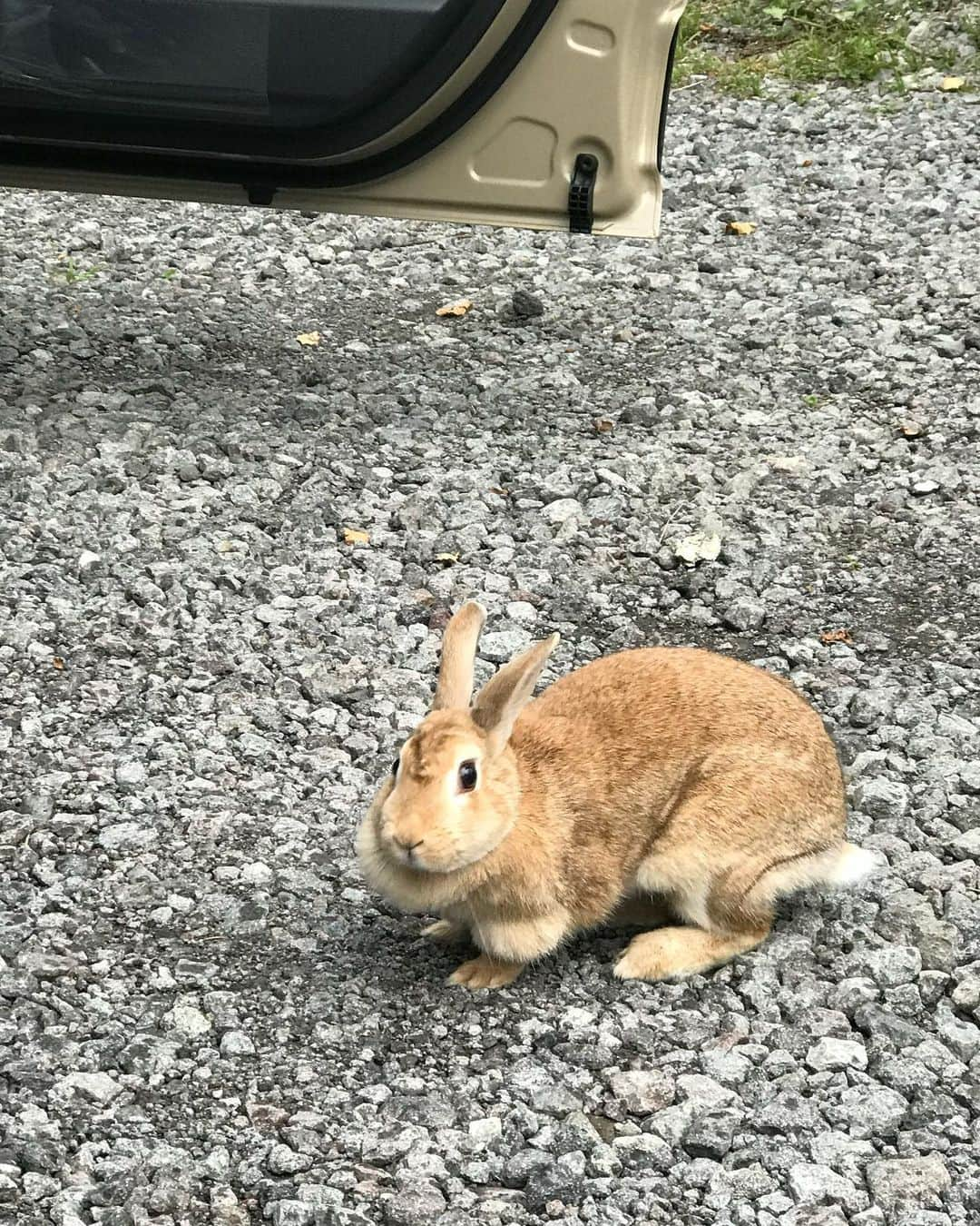 岡まゆみのインスタグラム：「お山のお家のとある所で出会ったピーター🐰野生なのか？飼われていたけどお家を飛び出しちゃったのか？私の車に興味津々。連れて帰りたいくらい可愛い…。迷子かなぁ…。雷が鳴ってきたから早く安全なところに避難してね。また会おうね！ ＃うさぎ　＃ピーター　＃野生　＃迷子　＃雷　＃岡まゆみ」