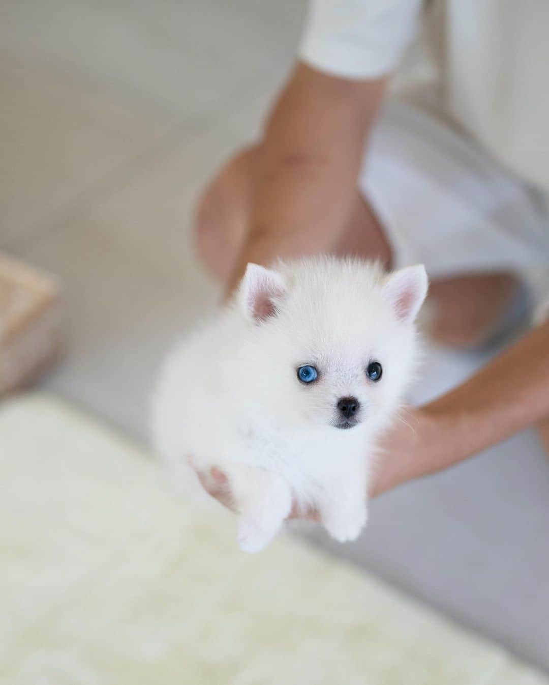 Rolly Pups INCのインスタグラム：「Super small and odd eyed white pomsky Tornado will turn your world upside down with his handsome appearance! 🤩」