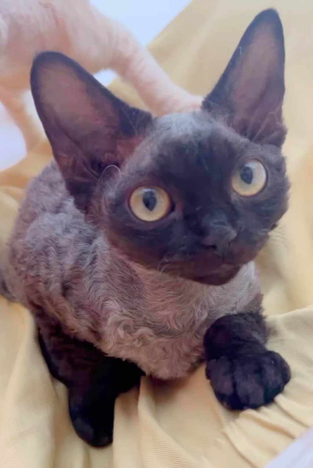久保亜沙香のインスタグラム：「#デボンレックス子猫」