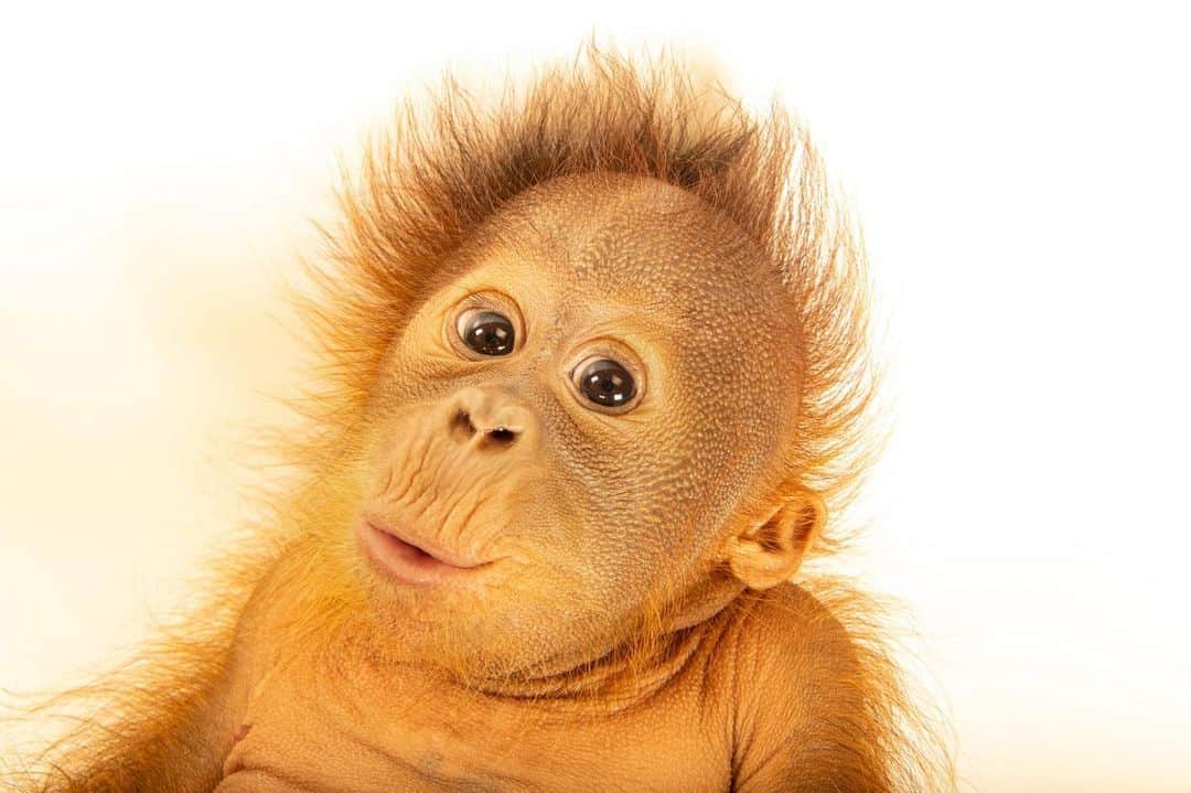Joel Sartoreさんのインスタグラム写真 - (Joel SartoreInstagram)「Meet Taavi, a five-month-old baby orangutan @metrorichmondzoo. When Taavi's mom failed to show maternal instincts, animal care specialists intervened to hand raise him. Much like a human baby, he requires constant, round-the-clock care and supervision. In the wild, baby orangutans like Taavi will spend the first six to eight months of life clinging to their mom. And while they don’t stay with mom forever, infants will remain with their mother for seven or eight years, learning all of the skills they will need to survive on their own.   #WorldOrangutanDay #Taavi #adorable #primate #orangutan #baby #animal #wildlife #photography #animalphotography #wildlifephotography #studioportrait #PhotoArk @insidenatgeo」8月19日 22時56分 - joelsartore