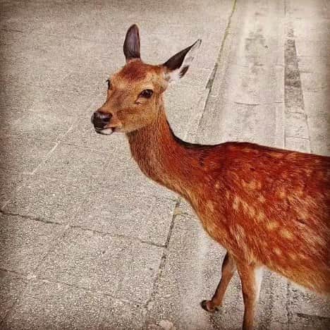 のインスタグラム