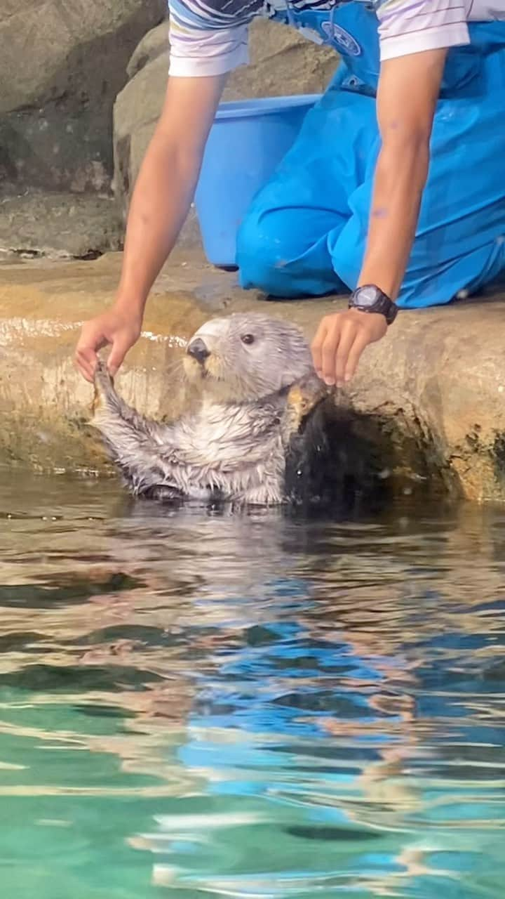 南雲穂波のインスタグラム：「可愛い〜〜🦦 キラちゃんのお兄ちゃん#リロくん 🦦  夏休みをいただきました🙇 いきなり台風の中代打を務めてくれた松崎アナをはじめ…本当に感謝です🙇  #マリンワールド #ラッコ」