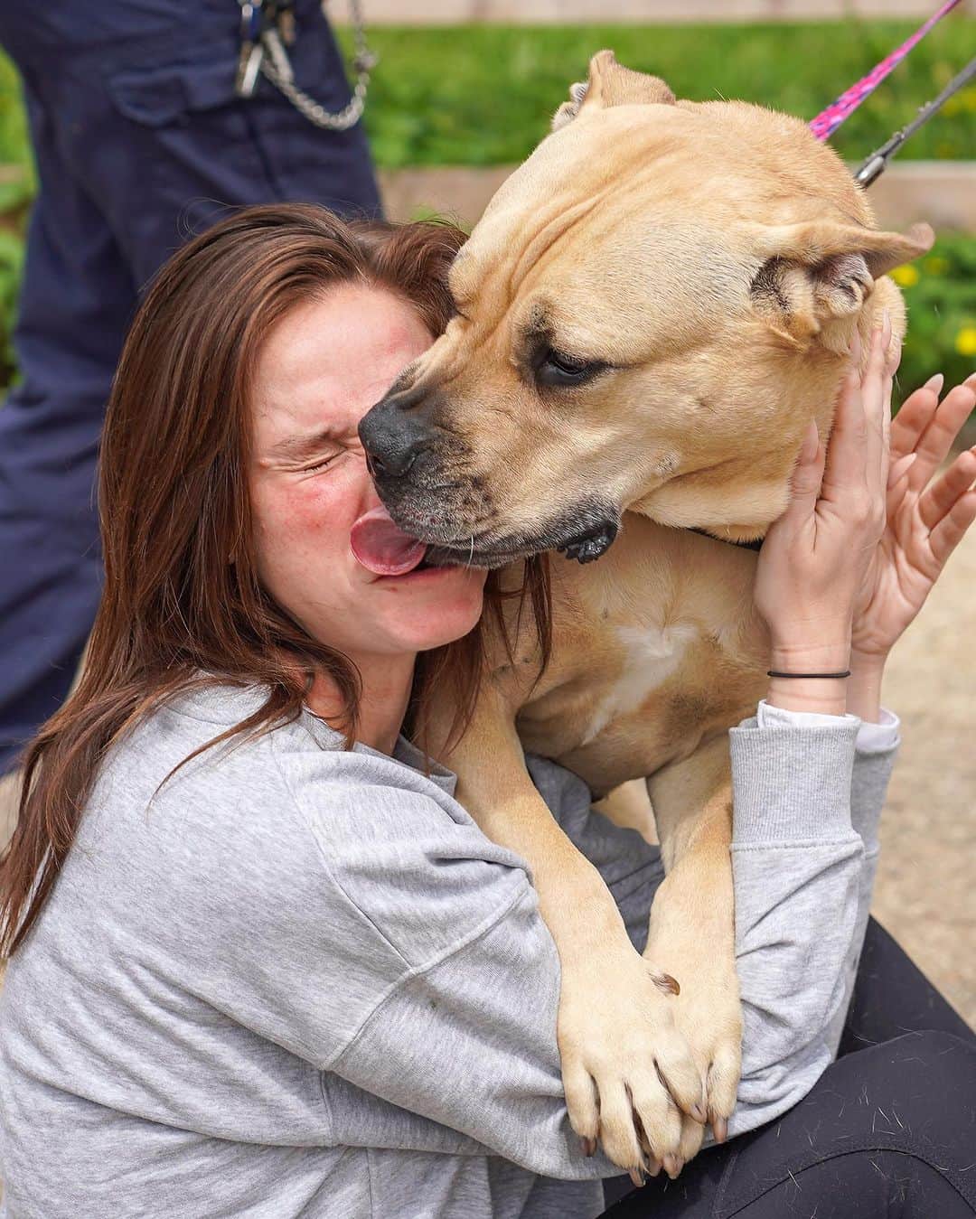 ヴィッキー・パティソンさんのインスタグラム写真 - (ヴィッキー・パティソンInstagram)「Saturday Smooches... 😂😍🐾♥️  On my recent visit to @rspca_southridge I was lucky enough to meet these angels. These beautiful babies are looking for the fur-ever homes. And if you are thinking of adding to your family, please consider adopting. I have put some information below and direct links to @rspca_southridge site on my insta story too 🐾  🐾 Lovely Nina (pic 1 & 6) is a 4 year old mastiff! She is lively, active & sweet girl, who loves a fuss as well as strokes & cuddles too- & as you can see she's partial to a smooch aswell 😂😍 She loves a treat & will make friends with people who bring her treats to nibble ♥️  🐾 Ryder (pic 2 & 10) is a young Lurcher that has had to endure quite a stressful life. He came into RSPCA care through no fault of his own & was removed with a number of other dogs. Ryder was not used to having any hands on handling let alone know what a collar & lead were. But this brave boy has come on leaps & bounds & is now ready to find his person! With each day his confidence has grown 🥹  🐾 When Apollo (pic 3) is a 5 year old American bulldog & when he first came into RSPCA he was in a really poor condition & needed lots of love, care and attention to get him through. We are pleased to say he is now fit, healthy, happy and ready for his new home!   🐾 Lovely Billy (pic 4 & 9) is a 9 year old tan coloured staffy. He is such a sweet natured soul. He came to Southridge from one of our hospitals after being dumped in London. Billy adores people, he will jump up but only because he wants a fuss. Billy is 10/10- best boy 🥹  🐾 Poppy (picture 5) Sweet natured Poppy came into the centre when she was found as a poorly & confused stray. She is a super affectionate & inquisitive girl, who just loves people and a fuss - especially big cuddles! (FYI, poppy stole my heart ♥️)  🐾 Beautiful Narla (slide 7 & 8) was found abandoned in woods with a severely fractured hind leg. Vets found her leg had been broken for a while and sadly nothing could be done to save it and amputation was the best course of action for her. This hasn’t stopped her though! Being a three legged trooper, does not hold Narla back. She is wonderful ♥️  #adoptsontshop」8月20日 0時27分 - vickypattison