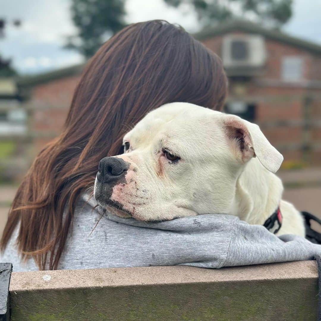 ヴィッキー・パティソンさんのインスタグラム写真 - (ヴィッキー・パティソンInstagram)「Saturday Smooches... 😂😍🐾♥️  On my recent visit to @rspca_southridge I was lucky enough to meet these angels. These beautiful babies are looking for the fur-ever homes. And if you are thinking of adding to your family, please consider adopting. I have put some information below and direct links to @rspca_southridge site on my insta story too 🐾  🐾 Lovely Nina (pic 1 & 6) is a 4 year old mastiff! She is lively, active & sweet girl, who loves a fuss as well as strokes & cuddles too- & as you can see she's partial to a smooch aswell 😂😍 She loves a treat & will make friends with people who bring her treats to nibble ♥️  🐾 Ryder (pic 2 & 10) is a young Lurcher that has had to endure quite a stressful life. He came into RSPCA care through no fault of his own & was removed with a number of other dogs. Ryder was not used to having any hands on handling let alone know what a collar & lead were. But this brave boy has come on leaps & bounds & is now ready to find his person! With each day his confidence has grown 🥹  🐾 When Apollo (pic 3) is a 5 year old American bulldog & when he first came into RSPCA he was in a really poor condition & needed lots of love, care and attention to get him through. We are pleased to say he is now fit, healthy, happy and ready for his new home!   🐾 Lovely Billy (pic 4 & 9) is a 9 year old tan coloured staffy. He is such a sweet natured soul. He came to Southridge from one of our hospitals after being dumped in London. Billy adores people, he will jump up but only because he wants a fuss. Billy is 10/10- best boy 🥹  🐾 Poppy (picture 5) Sweet natured Poppy came into the centre when she was found as a poorly & confused stray. She is a super affectionate & inquisitive girl, who just loves people and a fuss - especially big cuddles! (FYI, poppy stole my heart ♥️)  🐾 Beautiful Narla (slide 7 & 8) was found abandoned in woods with a severely fractured hind leg. Vets found her leg had been broken for a while and sadly nothing could be done to save it and amputation was the best course of action for her. This hasn’t stopped her though! Being a three legged trooper, does not hold Narla back. She is wonderful ♥️  #adoptsontshop」8月20日 0時27分 - vickypattison