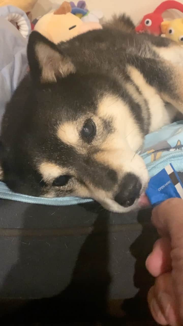 吾子のインスタグラム：「・ ・ 寝ているところ起こされイヤイヤ散歩🐶… ・ まだ行きたくないなあ🐶 ・ 行かなくても良いんだよ🙎🏻‍♂️❓ちっこ家じゃしないでしょー ・ 🐶いくー ・ ・ ・ ・ ・ ・ #夜ンポ #行きたくない感 #sapporo  ・ 北海道の柴犬 #柴北会 の皆ワン🐶暑い日は水いっぱい飲もう〜🐶✨ ・ #adorable #instadog#shibainu#dog#柴犬ライフ #instashiba#柴犬マニア #9gag #barked #kuroshiba#socute #cutedog#いぬのきもち #黒柴 #dogstagram_japan」
