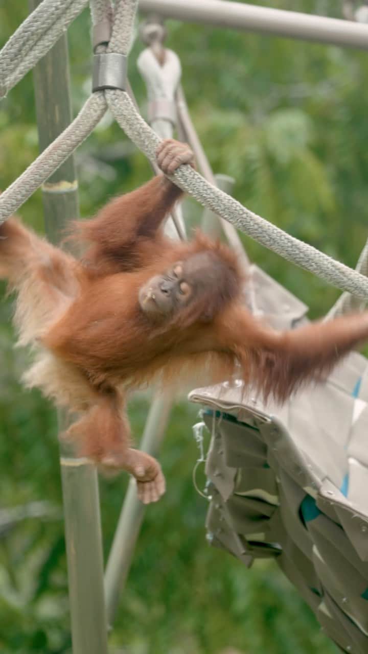 San Diego Zooのインスタグラム：「Don’t leave us on red, we’ve got some red-hot orangutan knowledge to spit:  There are three species of orangutan: Sumatran, Bornean, and Tapanuli. At the Zoo, you may have seen Bornean or Sumatran. Their wise eyes don’t hide lies: orangutans are known as the thinkers and dreamers of the ape world. While most great apes like gorillas are often found socializing, orangutans prefer to ponder partnerless.   Heard of palm oil? Of course you have. It’s used to make a lot of our food, detergents, and cosmetics. Unsustainable palm oil plantations are destroying the rainforests orangutans call home. With Halloween coming up, buying candy made with sustainable palm oil is a small way you can make a big difference for our ginger giants.   #OrangutanDay #Ape #Ginger #SanDiegoZoo」