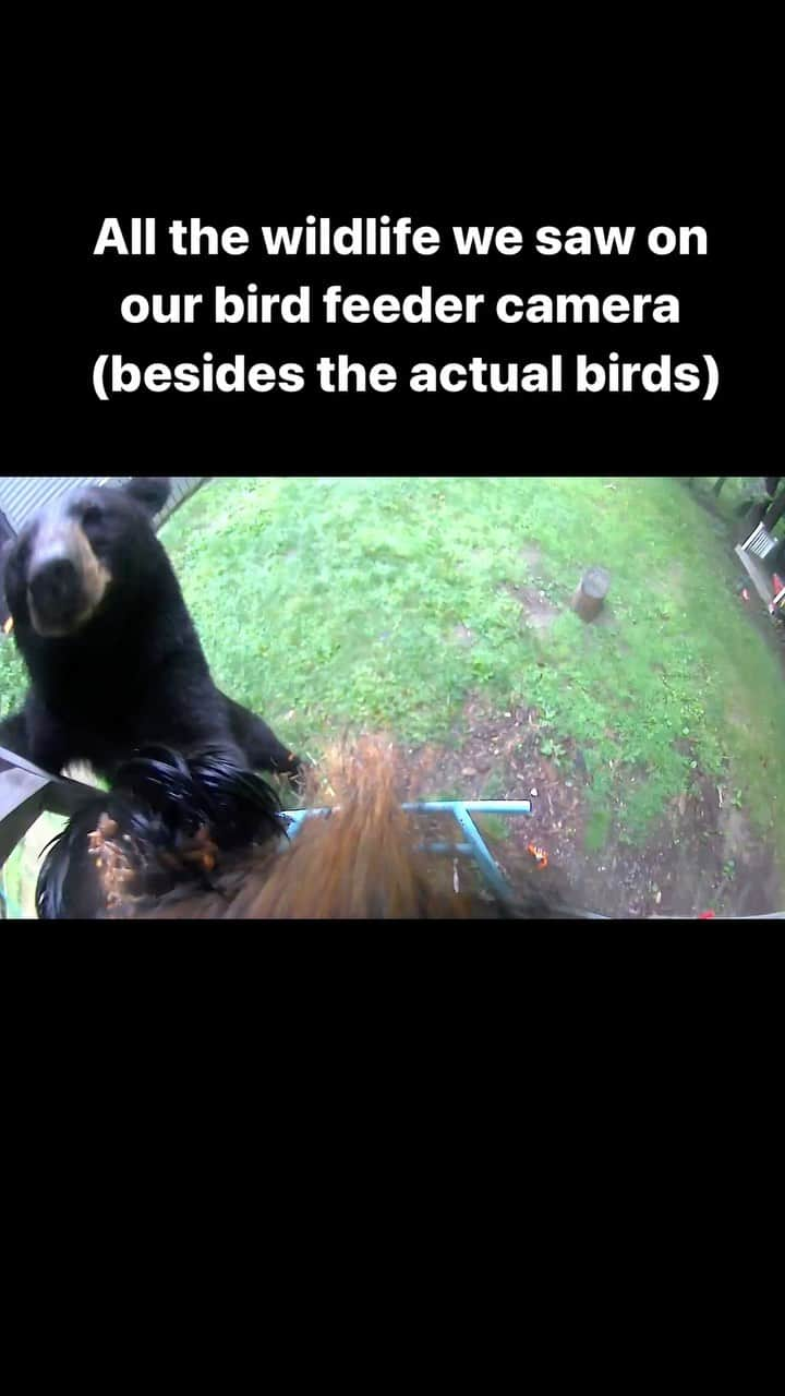 エヴァ・チェンのインスタグラム：「All the animals… minus the birds… we’ve spotted thanks to this bird feeding camera 😱😱 the last one and the spider 😰」