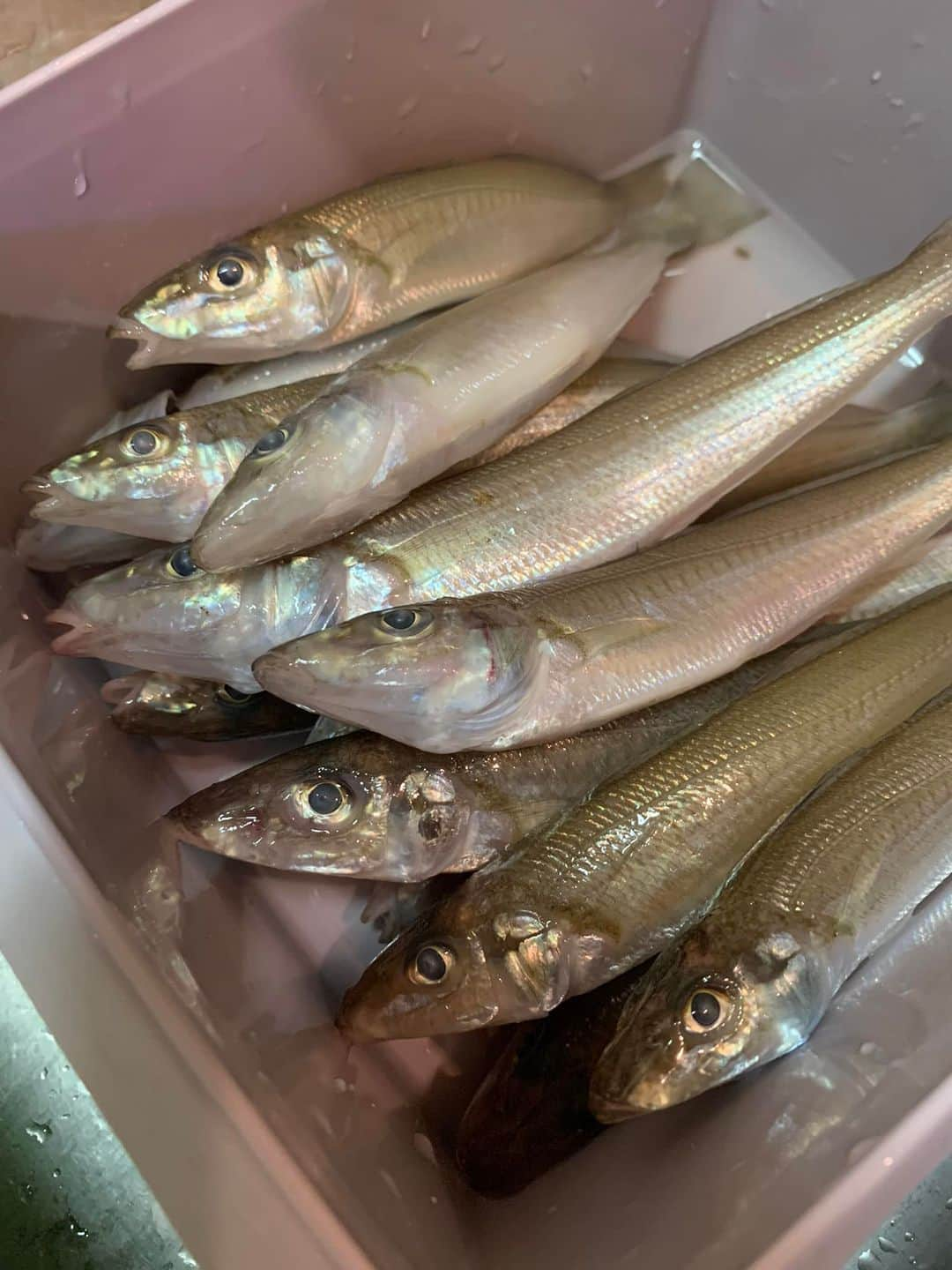 松村澪のインスタグラム：「【シロギス釣り🎣女子会】 浦安の吉野屋さんのシロギス釣りへ😊🎣  暑さが🥵ハンパなかったけど、沢山水分とって熱中症に気をつけながら🥹  良い型も混ざって12匹釣れました🎣楽しかったから😉👍  常連のおじ様に沢山お裾分けを頂き、シロギス天ぷらと骨煎餅で家族パーティー🍺が出来ましたぁ〜❣️  捌くのがめっちゃ大変だけと、やっぱり釣りたてが美味しいすぎてやめられない🎣💕」