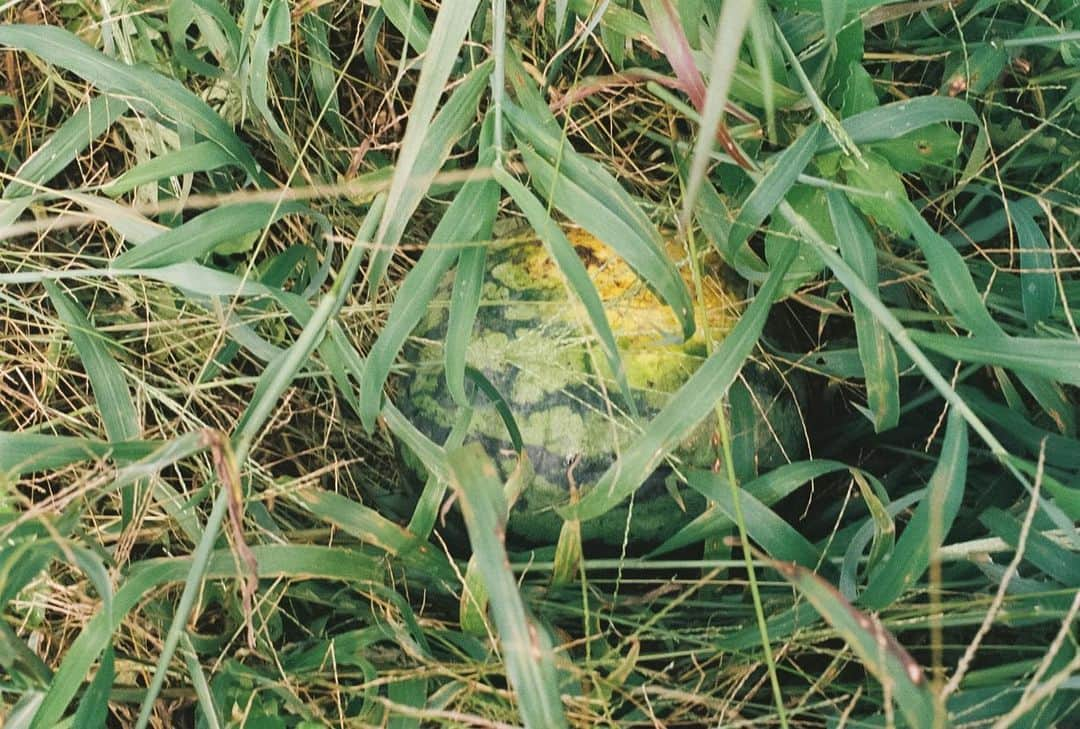 小川紗良さんのインスタグラム写真 - (小川紗良Instagram)「おじい産のすいか。🍉  #film #filmphotography #watermelon #farm #summer #grandpa #すいか #スイカ #西瓜 #おじいちゃん #田舎 #夏」8月20日 14時52分 - iam_ogawasara