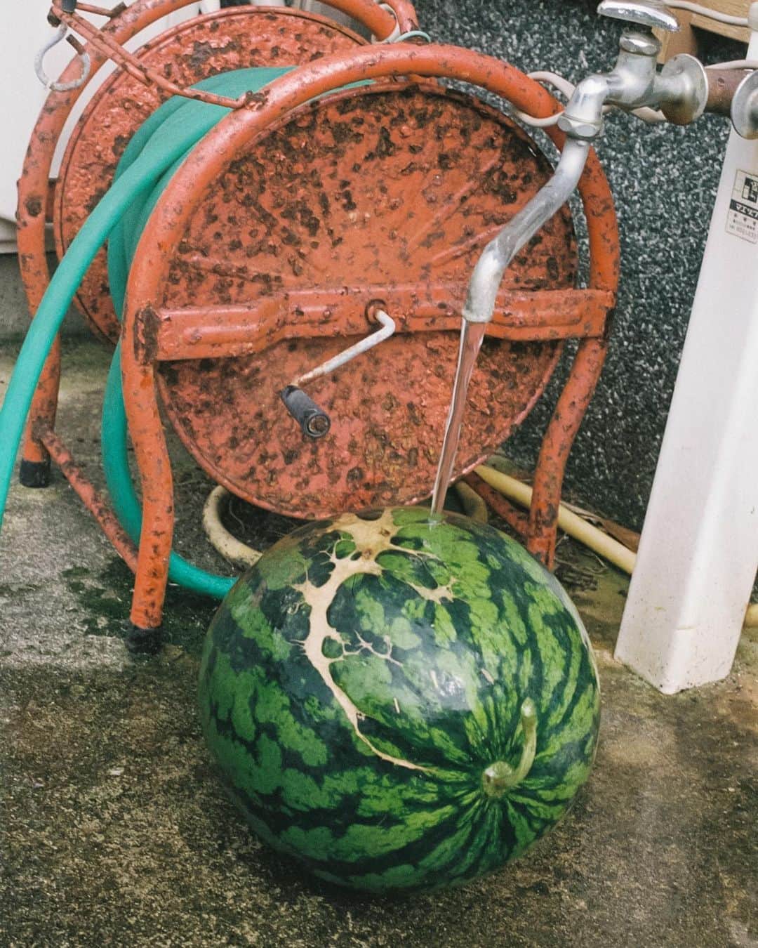 小川紗良のインスタグラム：「#film #filmphotography #watermelon #farm #summer #すいか #スイカ #西瓜 #おじいちゃん #田舎 #夏」