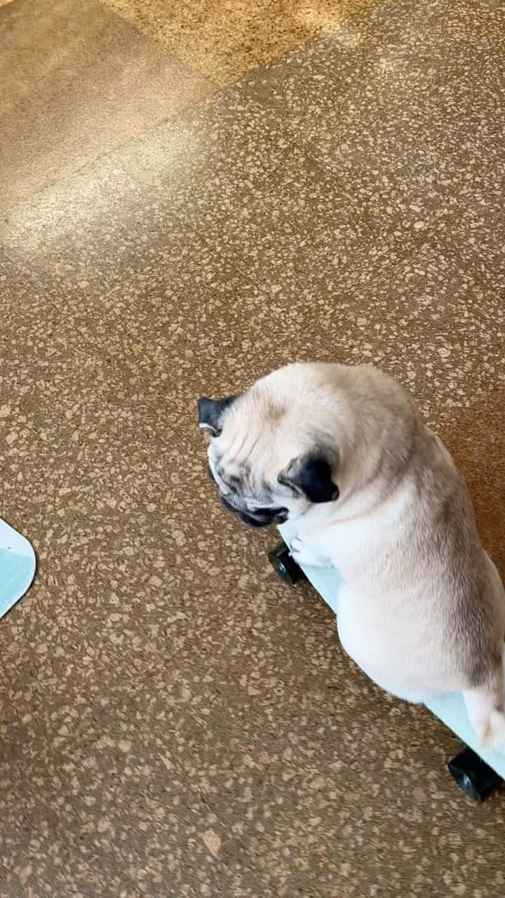 gontaのインスタグラム：「good morning sunday It's too hot to skateboard outside. Skateboards are small and difficult to sit on.😅」