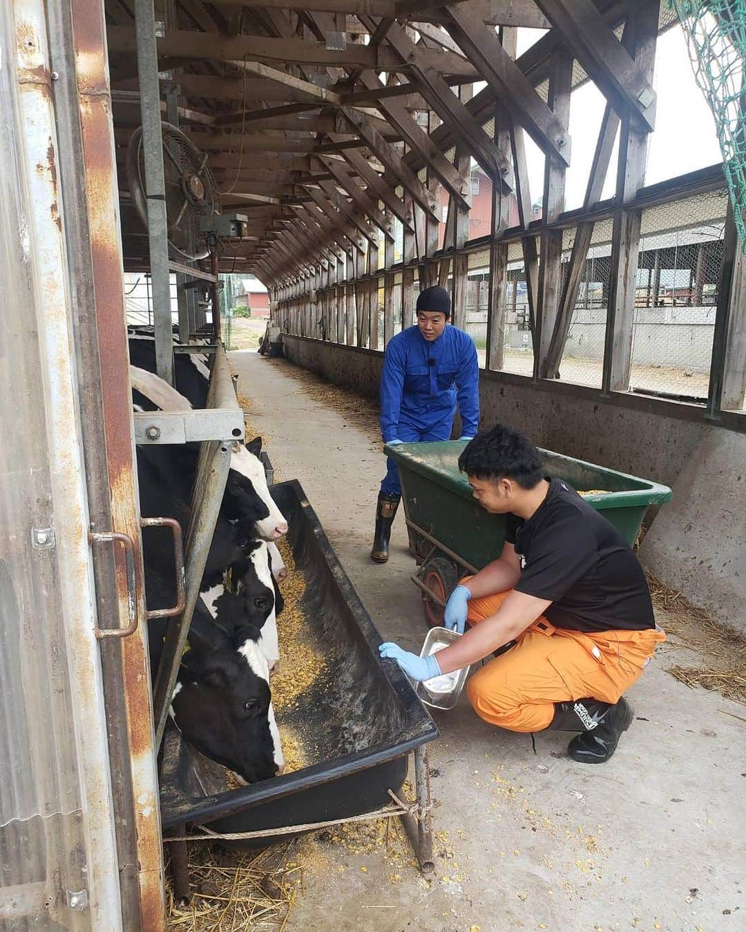 谷口雄也のインスタグラム：「北海道農業応援プロジェクト｢ミライスマイル」  今年も鶴岡慎也さんとナビゲーターを務めます！ テーマは「牛乳」🐮 トップクラスの生産を誇る北海道で今回はどんな結末になるのでしょうか？  #ホクレン  #htb  #小林牧場  #北海道日本ハムファイターズ  #lovefighters  #ミライスマイルtv  #うしさんかわいい  #ミルク早飲み  #鶴岡慎也」