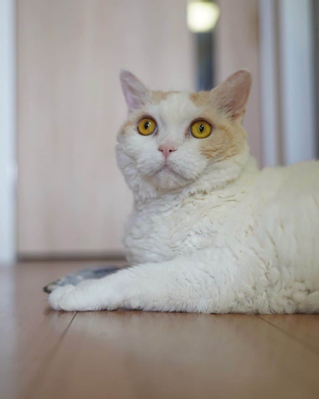 のインスタグラム：「.  今日も暑くなりそうだにゃ💦 熱中症に気をつけてにゃ！  #レモン #cat #catstagram」