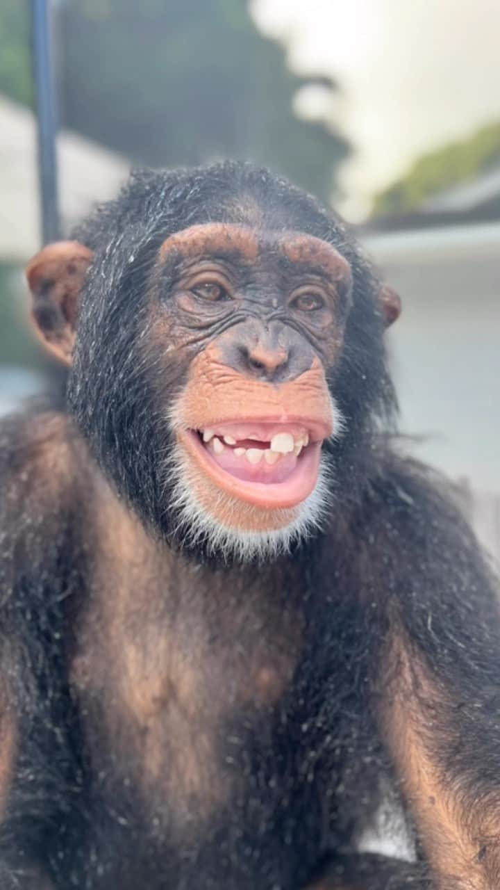 Zoological Wildlife Foundationのインスタグラム：「Today is #worldphotographyday and we thought we’d call this one our chimpy special edition #summerseries - always staying cool and bringing joy to all his friends (yes you) across the globe.   If you haven’t done so yet we are still fundraising for the ‘Limbani Housing Project’ and only ask if you can big or small hit #linkinbio and move the needle along in our campaign - it all helps and well it’s officially his birthday week so it’s the best way to say a big #happybirthday to our almost 7 year old main man around town.   #notapet #worldphotography #chimpanzee #smile #limbani #zwfmiami」