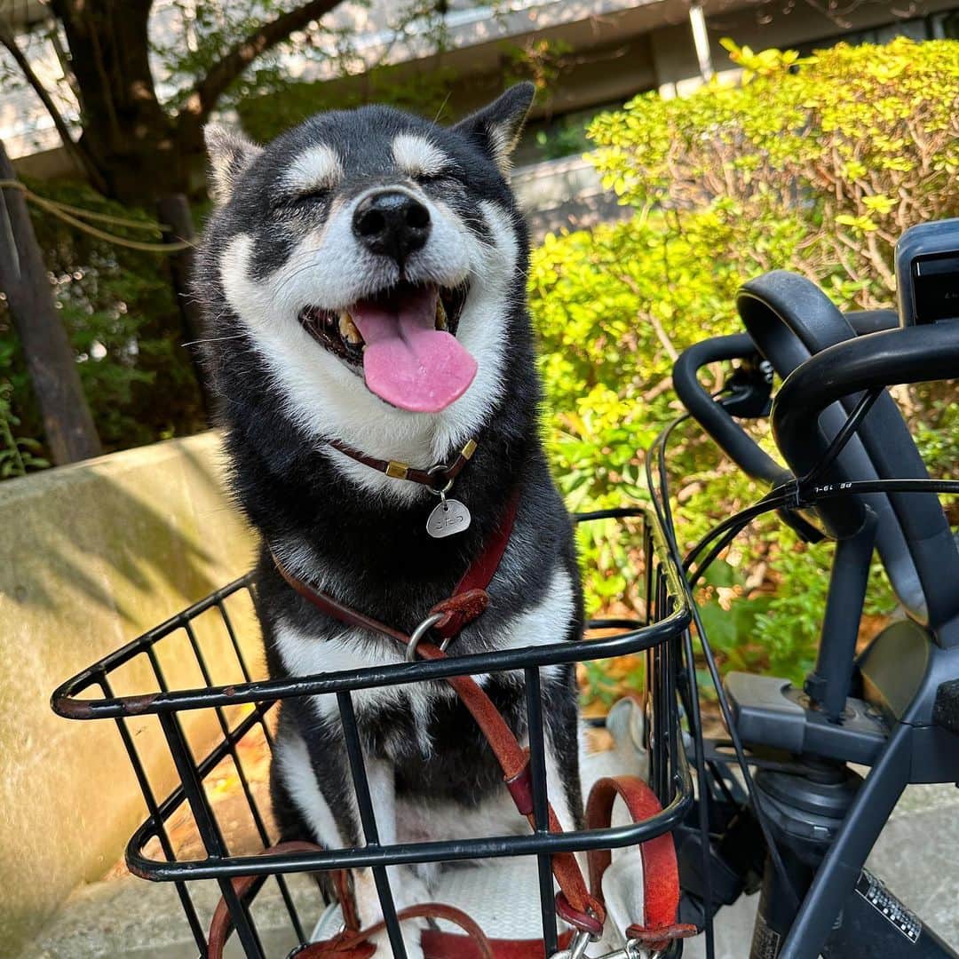 vo_coのインスタグラム：「🐾 残暑とはよく言ったものよ… ちょっと暑さ落ち着いたと思ったけど気のせいでしたん ※ #shibastagram #instashiba #shiba #shibainu #黒柴 #柴犬」