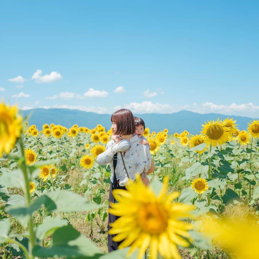 sorayuchiのインスタグラム：「・ #ソラ家の夏休み  長野県原村のひまわり畑。 ここは標高1200mくらいあるので、今がひまわり全盛期で抜けが良くて最高でした🌻✨  関西のひまわり畑と違って、全然暑くなくて汗全然かかなかった😎✨  #igersjp #igersoftheday #huntgramjapan #tokyocameraclub #東京カメラ部　#japan #日本　#長野県　#原村　#ひまわり　#ひまわり畑　#写真好きな人と繋がりたい　#カメラ好きな人と繋がりたい　#写真撮ってる人と繋がりたい　#instagram #instagramjapan #fujifilm #gfx50r  #富士フィルム　 #フジフィルム　#2歳児」