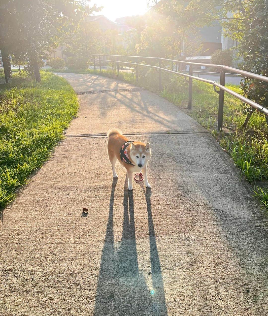 meekooのインスタグラム：「朝さんぽ🐕🐾 今日も暑くなりそう☀️ 6:00am #この時間は犬連れの人にしか会わない」