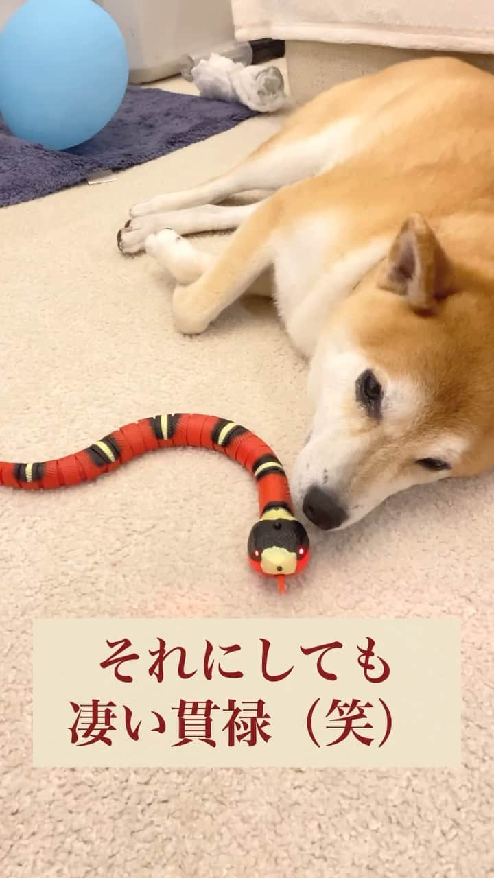 柴犬Mamesuke・Korosuke??大阪のインスタグラム：「コロちゃん貫禄ありすぎでしょ😂 🐾-—*-—*-—*-—*🐾 #MameKoro #豆コロ #柴犬と子供 #犬と子供 #チャリちゃん見守り隊 #子守犬 #豆柴 #柴犬 #赤柴 #豆介 #コロ介 #shibagram #shibastagram #shibainu #shiba #🐕📷」