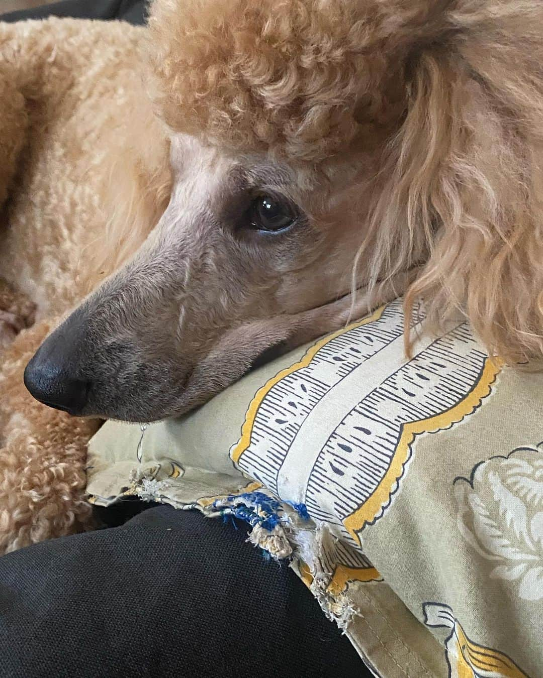 佐藤奈々子のインスタグラム：「Margot and Taylor 20/8/2023 Margot bit my old cushion.  I sewed it and she bit it again. And again . Lovely memories when I found this fabric. ..now it is Margot’s favorite.」