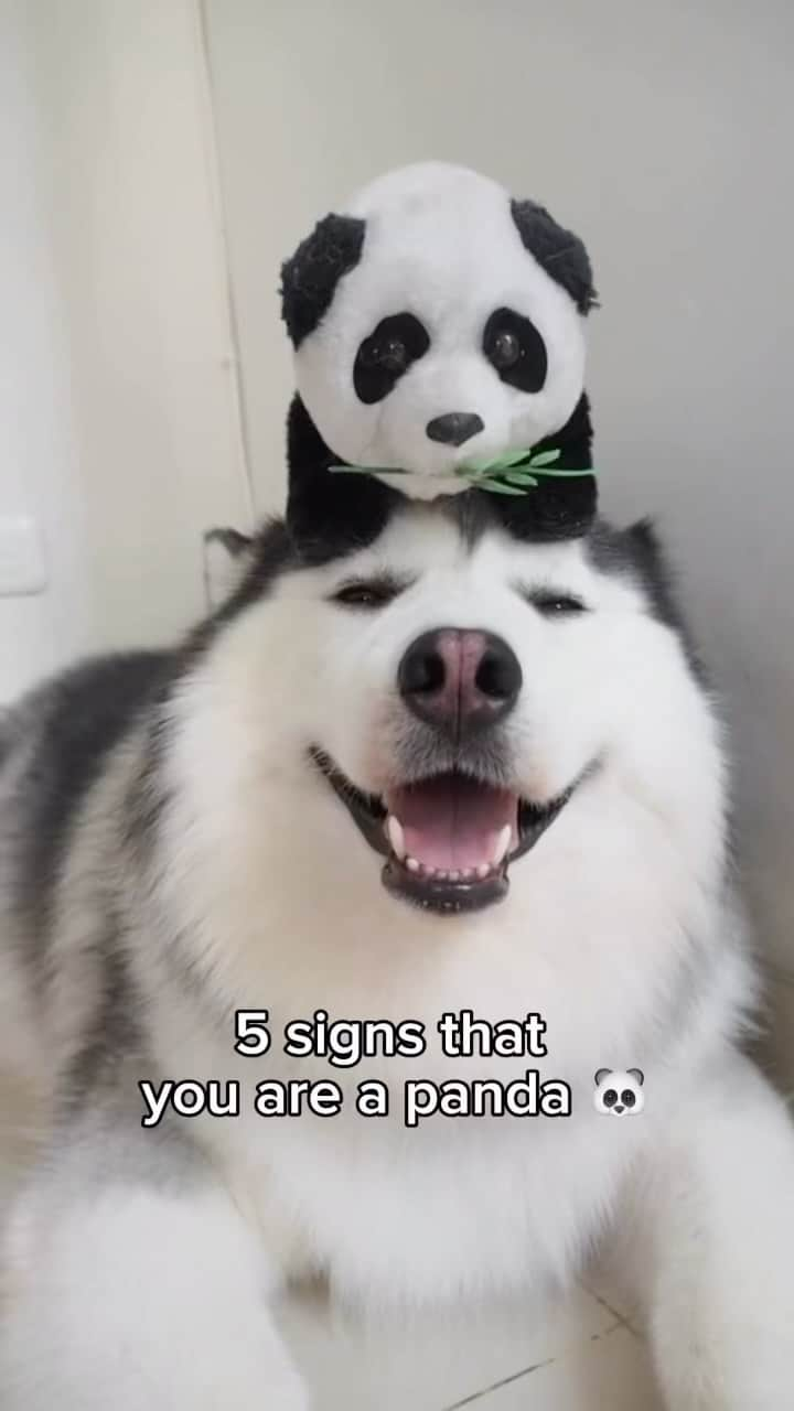 MARUのインスタグラム：「Are you a panda? 🐼❤️ Tag and share with your #panda friends 🐼❤️🐼 • • • #siberianhusky #husky #pandabear #pandadog #pandalover #huskysmile #weeklyfluff #smilingdog #happyhusky #happydog」