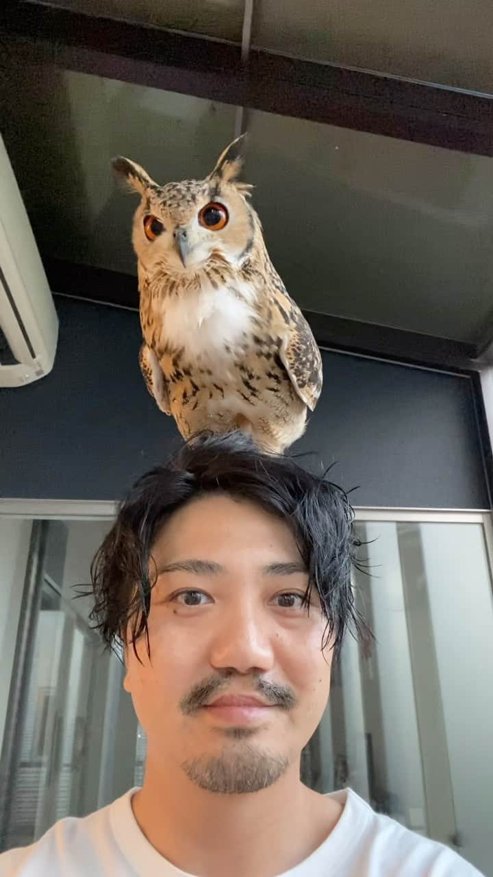 GEN3 Owlのインスタグラム：「無事、病院から退院しました。部屋に帰るとガルーの強烈なラブコールをいただきました（笑）長いこと寂しい思いをさせてごめんね！ @genz64  I'm home from the hospital! When I returned to his room, I received a strong love call from Garu. I'm sorry for making you lonely for so long!  #owl #owlgaru #フクロウ #髭伸びました」