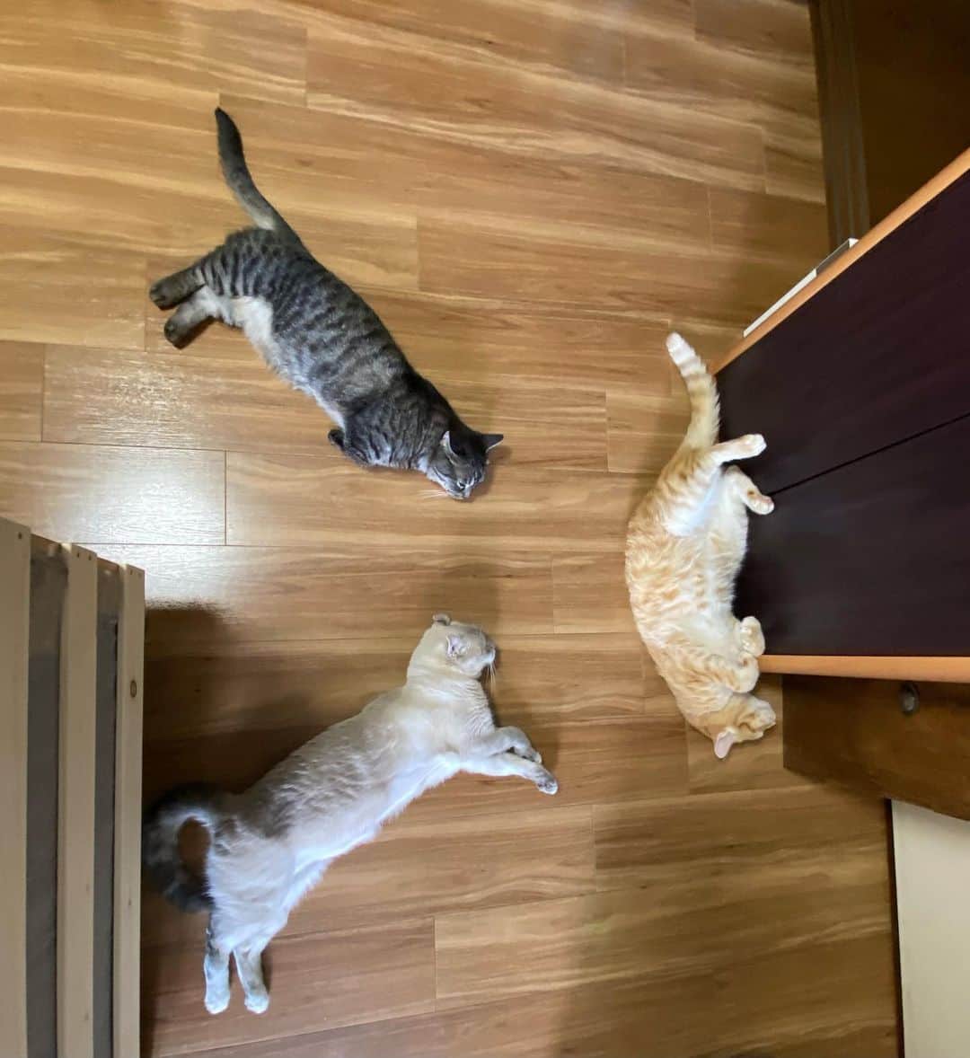 辻本祐樹のインスタグラム：「三猫とも近くでごろ寝(笑)  昼過ぎにツイキャスにてラジオするかもです♪  #保護猫 #保護猫と暮らす #cat #猫 #アメリカンカール #マンチカン #辻本祐樹 の #愛猫 #love #猫のいる暮らし #catlover #catstagram #kitty #petstagram #Instacat #instagood #followme」