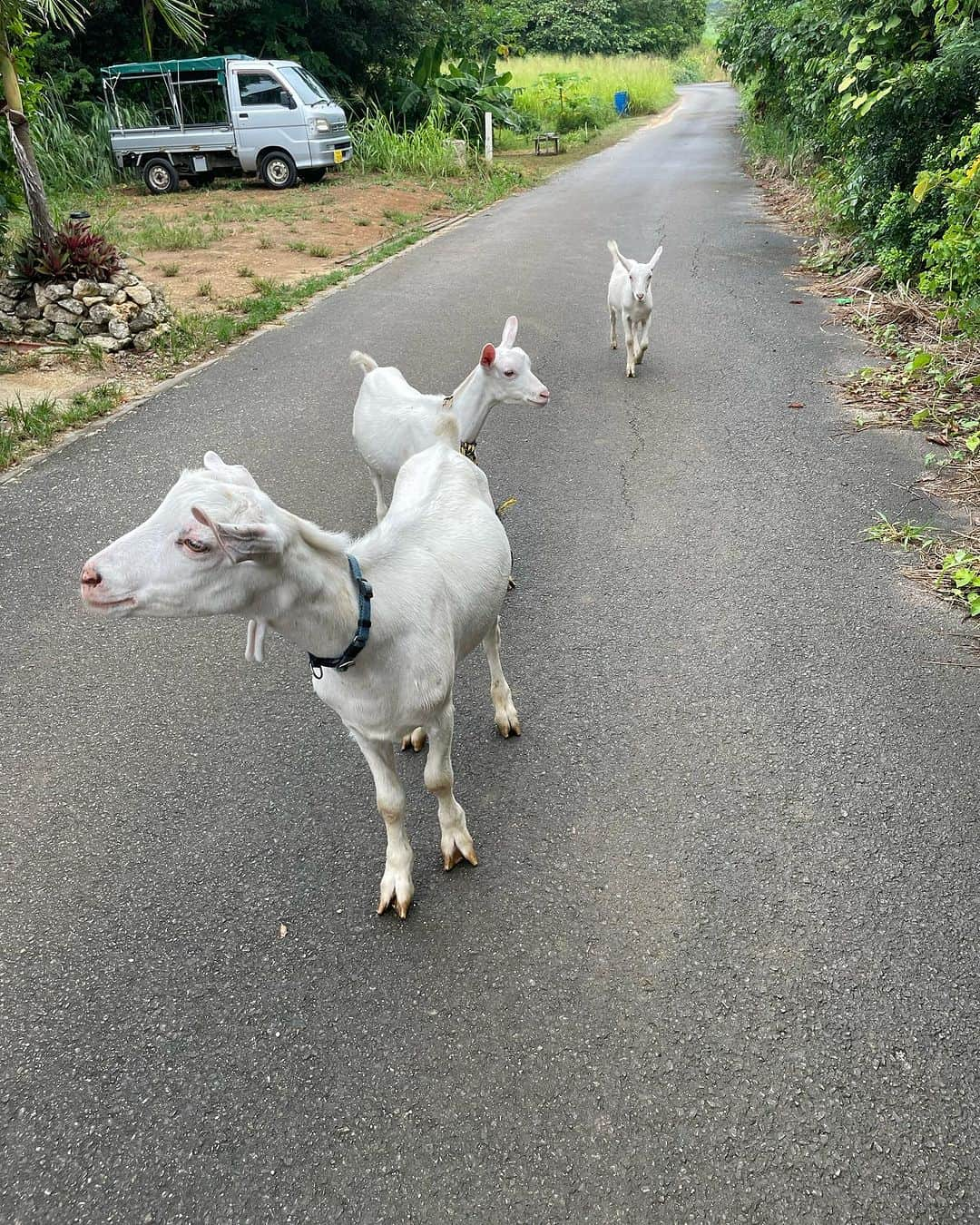 持永真実さんのインスタグラム写真 - (持永真実Instagram)「ＤＡＹ６-７🪸  📍ishigaki island」8月20日 11時30分 - mami_mochinaga