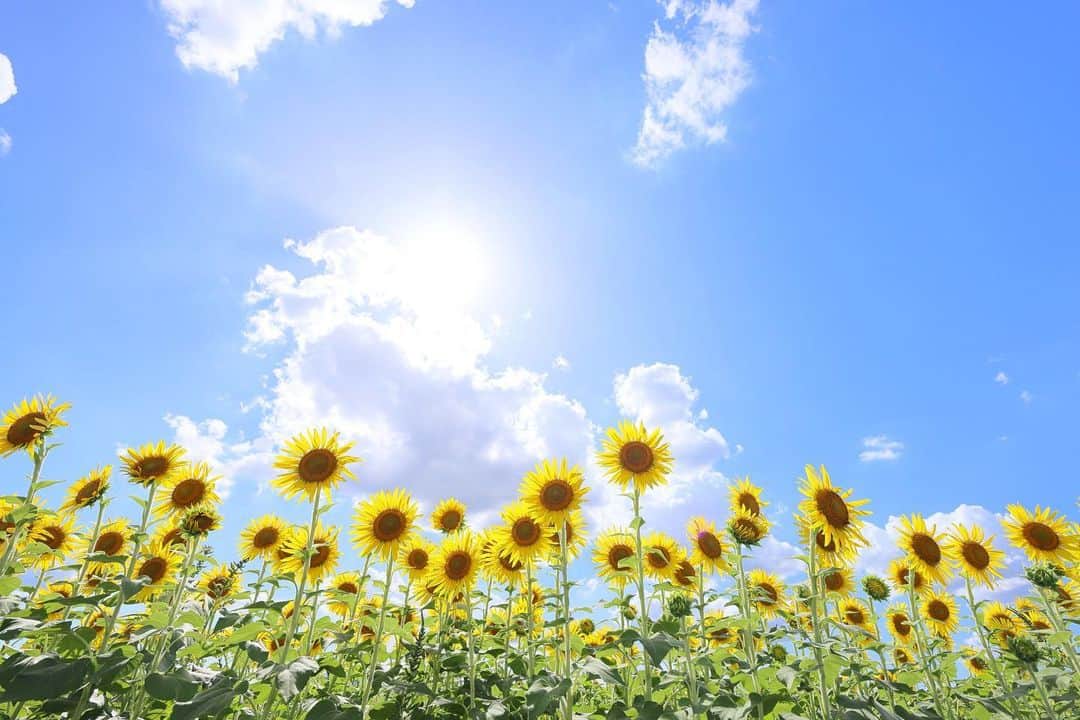 kiccyomuのインスタグラム：「☀️ 2023.08.20 Sun #座間ひまわりまつり 青空バックの #向日葵 🌻  涼しいエアコン部屋に すっかり慣れてしまい 気温36度とか聞くと 外出は控えてしまいます💦 この暑さなので…仕方ないかぁ😅  location #神奈川 ❣️ 📷撮影 2023年8月11日」