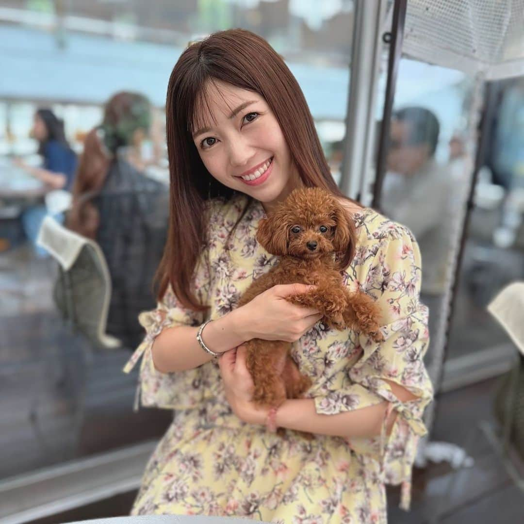 川又智菜美のインスタグラム：「🐶新しい家族が増えました🐶 ⁡ 少し前に新しくワンちゃんをお迎えしました♡ 元気いーっぱいの甘えん坊の女の子です！！ ニーナちゃんと名付け、 デレデレした日々を送っております🥰 ⁡ 本当に久しぶりに子犬をお迎えして、 ああ、この子犬独特のてこてこした走り方可愛いなぁ☺️とか こういう大変さも子犬の時ってあるよね😂など 思い出しながらの生活😌 幸せをはやくもいっぱいもらっています！！ ⁡ 暑さも落ち着いたら一緒に 色んなところにお出かけできたらいいなぁ🫶 ⁡ #新しい家族 #犬のいる暮らし #トイプードル #トイプードル部」