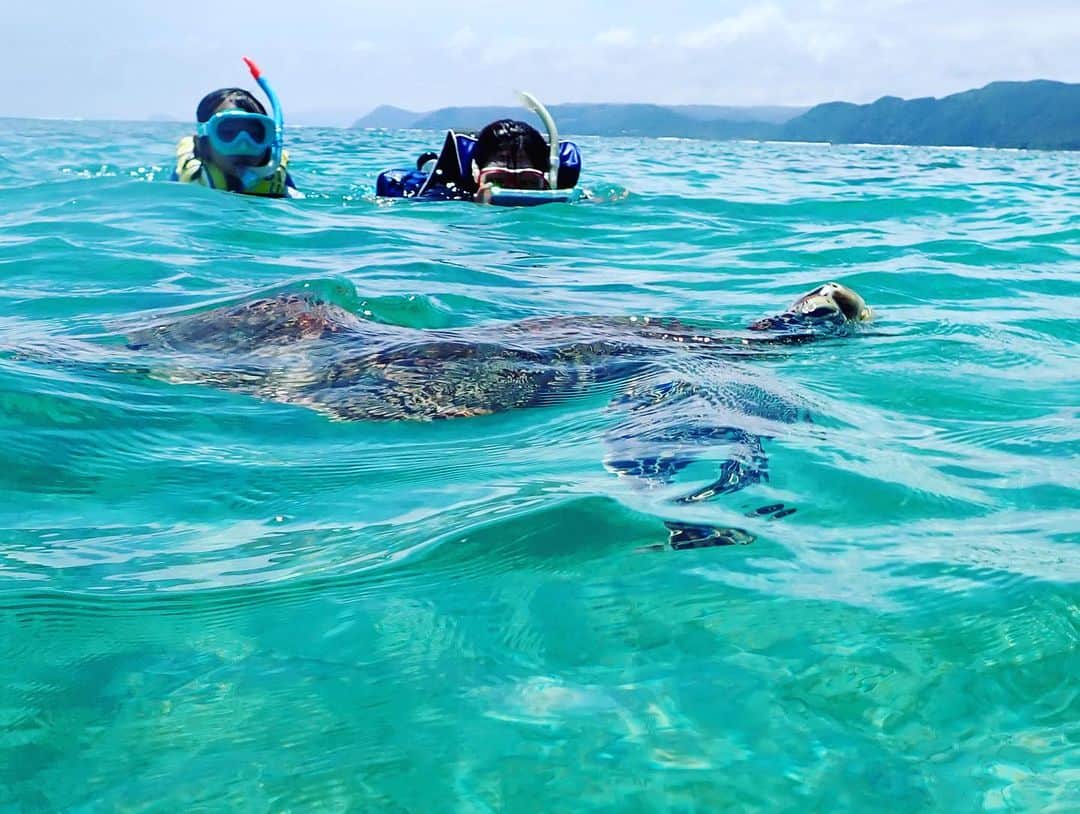 森本千絵さんのインスタグラム写真 - (森本千絵Instagram)「むすめ 初のシュノーケルにて 海亀親子と泳ぐ。  奄美大島の海すごすぎ。  このポストカードや貸しポジみたいな海亀の写真は その場で水中で撮影したものです。 凄すぎて爆笑しました。」8月20日 12時46分 - chiemorimoto_goen