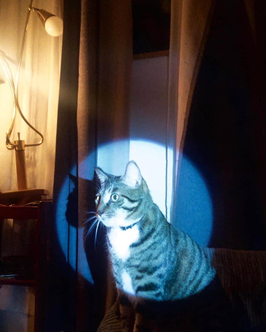 井口理のインスタグラム：「泥棒猫」