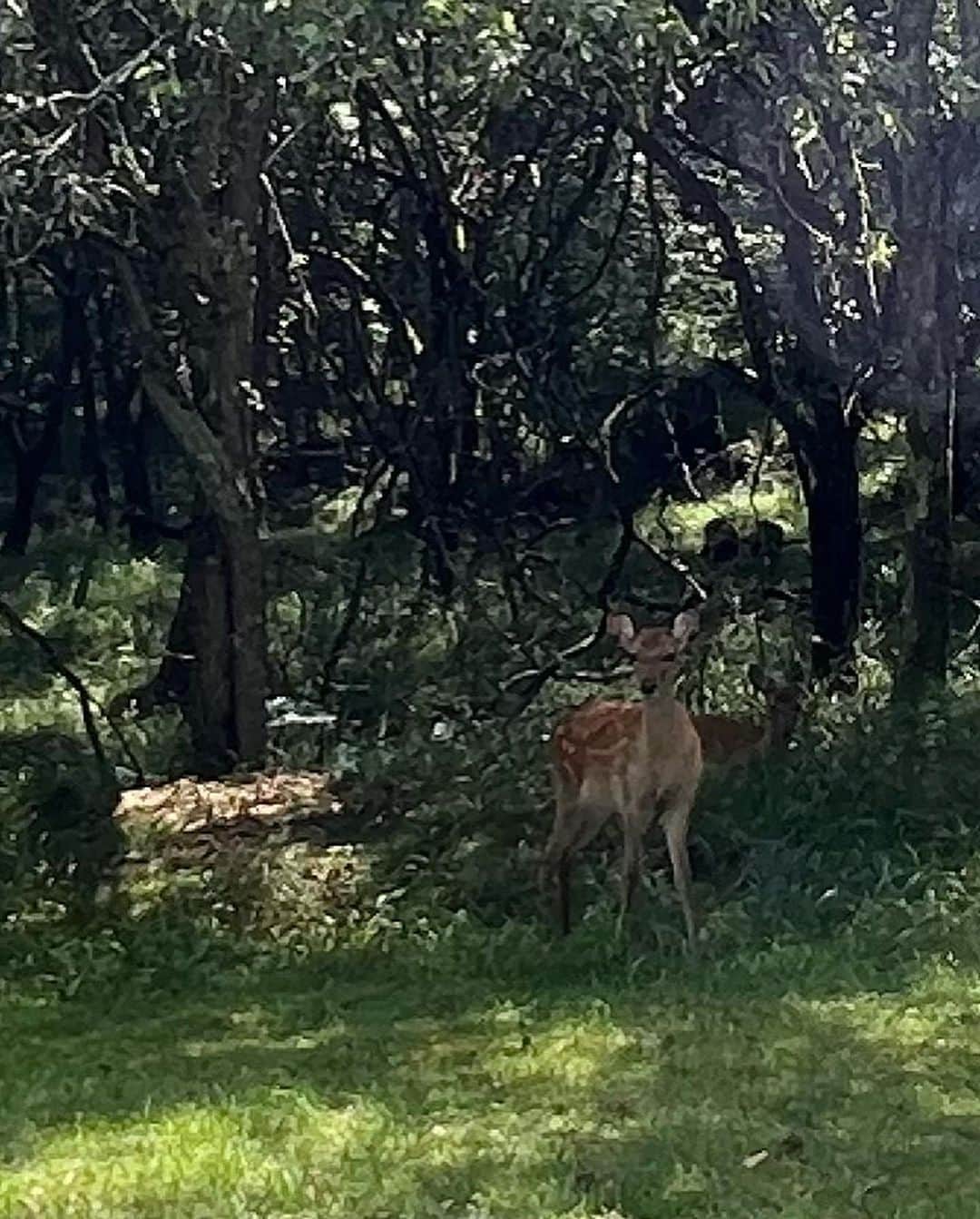 岩崎宏美さんのインスタグラム写真 - (岩崎宏美Instagram)「八ヶ岳音楽堂に行く途中、沢山の鹿🦌を見ました。 ディズニーキャラクターのバンビに似てる‼️ シンバに会わせたいです。 シンバは保育園でお留守番中‼️ 頑張れシンバ‼️ シンバの写真はスクールレポートからです #八ヶ岳の鹿 #愛犬シンバ #スカイワン勝どき 校」8月20日 12時50分 - hiromiiwasaki_official
