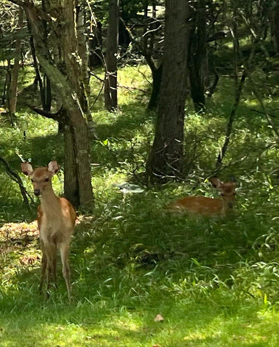 岩崎宏美さんのインスタグラム写真 - (岩崎宏美Instagram)「八ヶ岳音楽堂に行く途中、沢山の鹿🦌を見ました。 ディズニーキャラクターのバンビに似てる‼️ シンバに会わせたいです。 シンバは保育園でお留守番中‼️ 頑張れシンバ‼️ シンバの写真はスクールレポートからです #八ヶ岳の鹿 #愛犬シンバ #スカイワン勝どき 校」8月20日 12時50分 - hiromiiwasaki_official