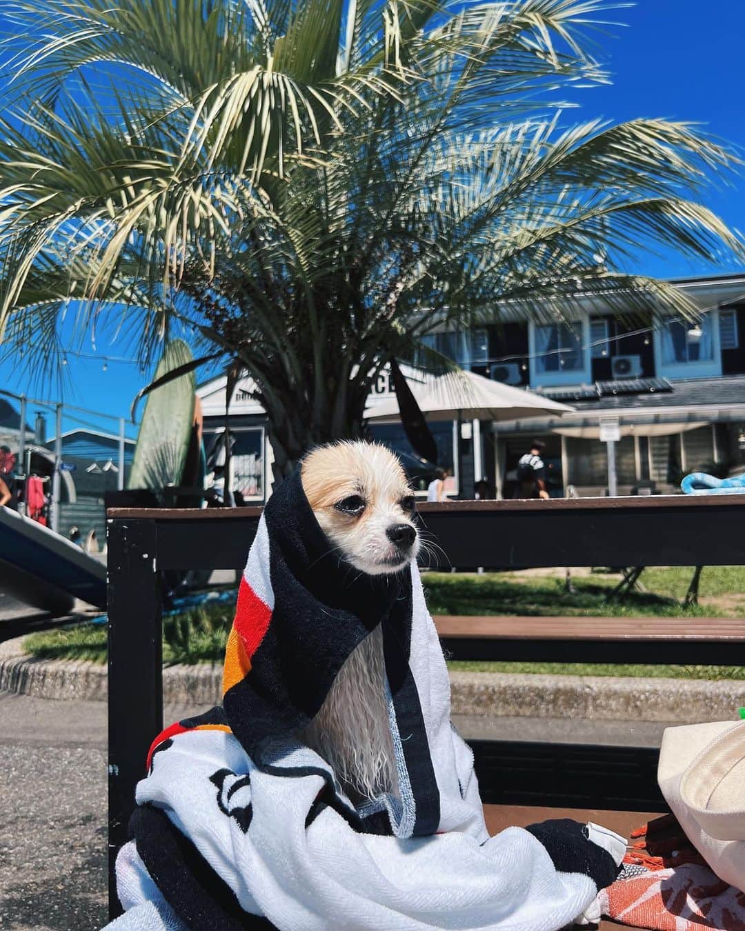 藤巻紗月さんのインスタグラム写真 - (藤巻紗月Instagram)「海で大はしゃぎしたあとのET 水に飛び込んで多少の波なら余裕なところ、さすが我が子🐶 暑すぎて早朝しか無理だね🫠☀️ @kona_chiwamaru  #dogsofinstagram  #dog  #surf  #summer」8月20日 13時31分 - satsuki_48fuj