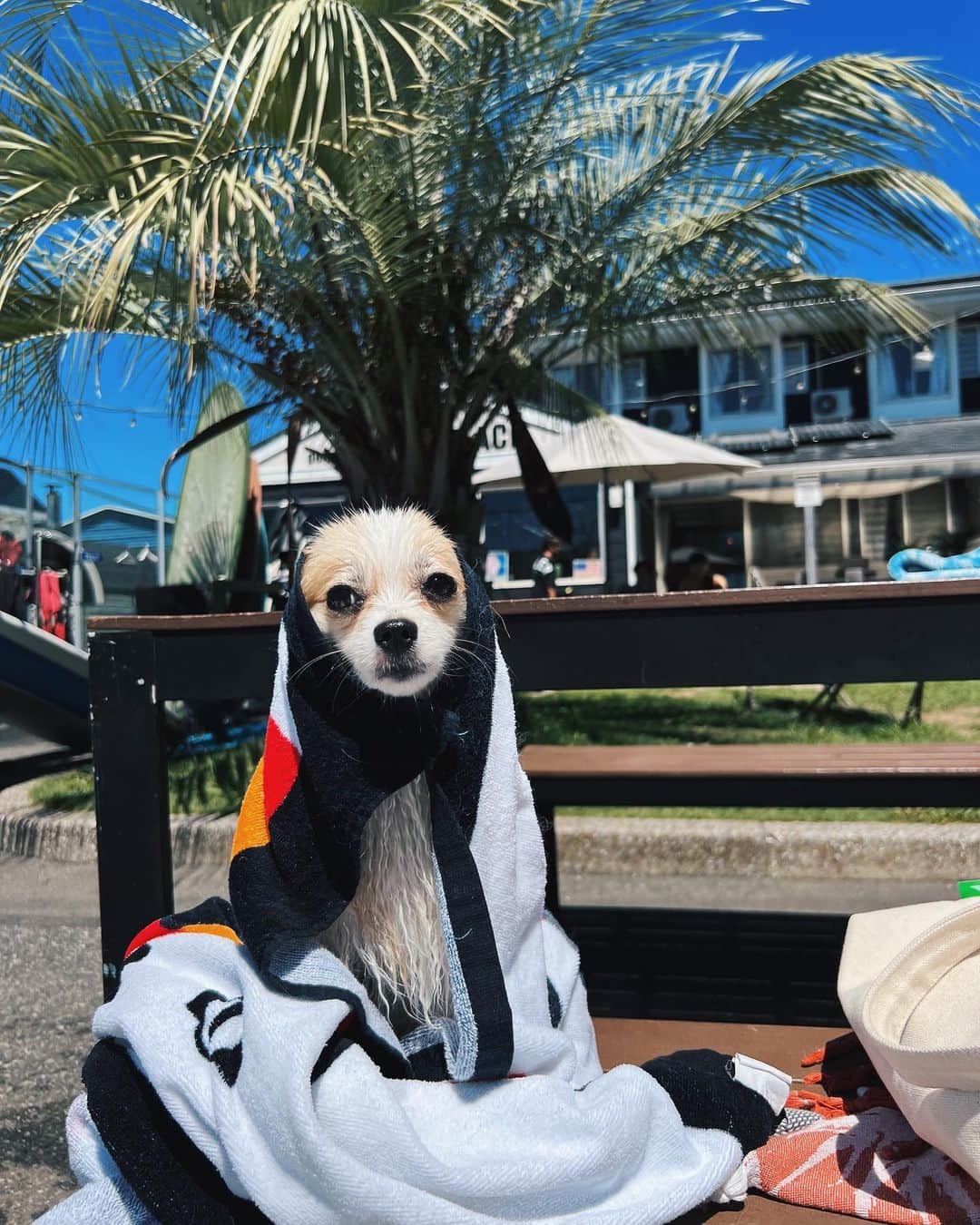 藤巻紗月のインスタグラム：「海で大はしゃぎしたあとのET 水に飛び込んで多少の波なら余裕なところ、さすが我が子🐶 暑すぎて早朝しか無理だね🫠☀️ @kona_chiwamaru  #dogsofinstagram  #dog  #surf  #summer」