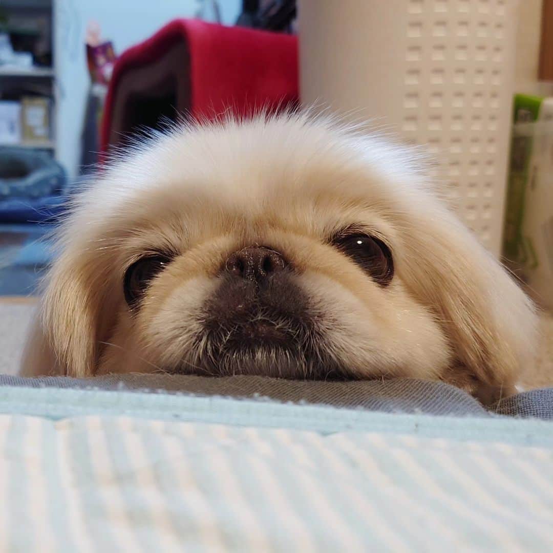 Kukkaのインスタグラム：「いぬまんじうー #いぬまんじう #ペキニーズ」