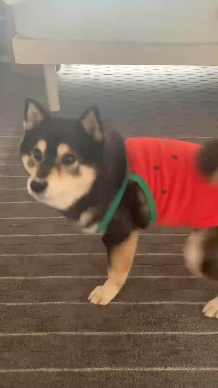 吾子のインスタグラム：「・ ・ お姉ちゃんがスイカ🍉の洋服買ってくれたの🐶🍉❤️ ・ 嬉しいー🐶ターン🌀❤️❤️❤️早いでしょ❓ ・ まだまだ若いもんには負けないわんよ🐶❤️ ・ ・ ・ ・ ・ ・ ・ #ちゅーるうまい #ちょっとサイズ小さめ笑 #sapporo  ・ 北海道の柴犬 #柴北会 の皆ワン🐶暑い日は水いっぱい飲もう〜🐶✨ ・ #adorable #instadog#shibainu#dog#柴犬ライフ #instashiba#柴犬マニア #9gag #barked #kuroshiba#socute #cutedog#いぬのきもち #黒柴 #dogstagram_japan」