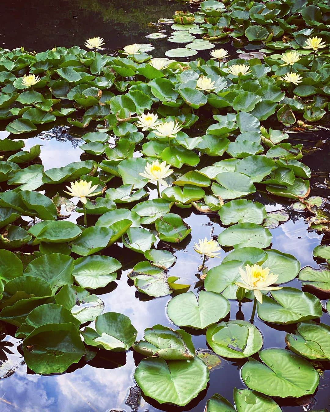 小林夏子さんのインスタグラム写真 - (小林夏子Instagram)「水面に青空映り込んでて 夏ってかんじ。  定期、浄化されるので 朝イチに訪れるのが好きなのですが 今回あまりに鯉たちの姿がなく、、  門のところにいらっしゃる関係者の方に思わず行方を聞いてしまいました。  あぁ、奥〜の方に隠れてるんですよ。 暑いから！  とのことでした。  なんかよかった。  本当に毎日暑いよね。 適宜、涼んでいきましょ。  #morning #pond #lotus #summer #fineday #bluesky #detox #love #life #thanks」8月20日 23時25分 - natsuko.0803