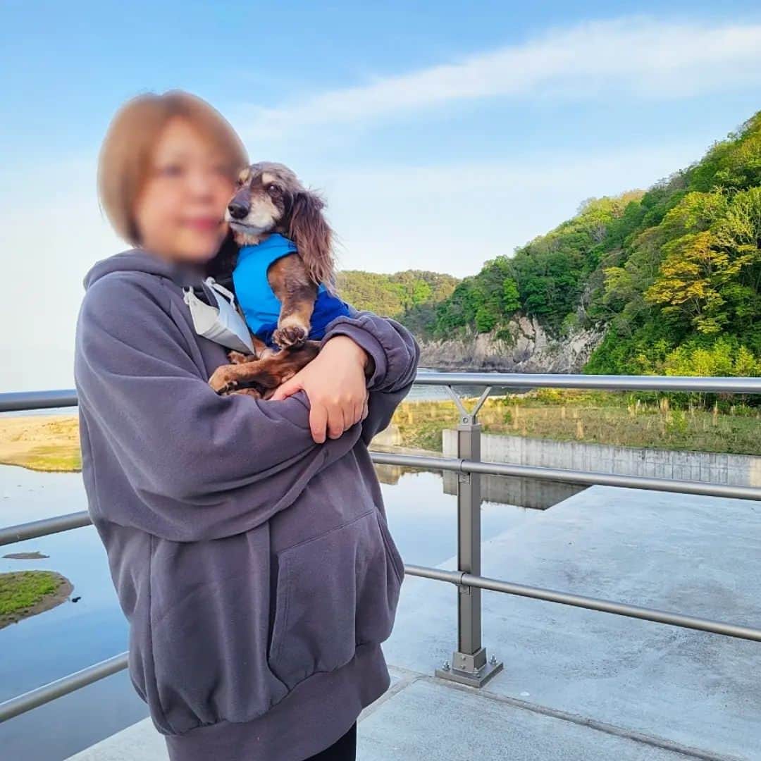 のインスタグラム：「かーちゃんとホッピー🌈の 2023年の夏休み終了。 家族に感謝の夏休みでした。 . . GWにはホッピーと一緒に 田老でこんな写真撮ったな。 撮ったよな・・・。 . . ●本日ブログ更新 【お留守番犬・ホッピーの日々】 . . . #虹の橋 #虹組 #18歳8ヶ月と6日🌈 . ・････━━━━━━━━━━━････・ #ダックスフンド #ダックス #ミニチュアダックス #チョコダップル #dachshund #dachs #dog #dogstagram  #instadog #高齢犬 #一人と一匹 #お留守番犬 #留守番犬 #dogwheelchair #失明犬 #お留守番犬ホッピーの日々 #老犬 #シニア犬 #老犬ダックス #老犬との暮らし #ハイシニア犬 #虹組🌈 #虹組2023 #2004年組 ・････━━━━━━━━━━━････」