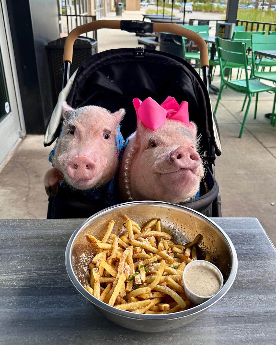 Priscilla and Poppletonのインスタグラム：「“Keep your friends close and your fries closer!” Pop took me out yesterday to celebrate #NationalPotatoDay! What are you guys up to this weekend?🐷🍟 #friesbeforeguys #hopdoddy #jacksonville #PrissyandPop」