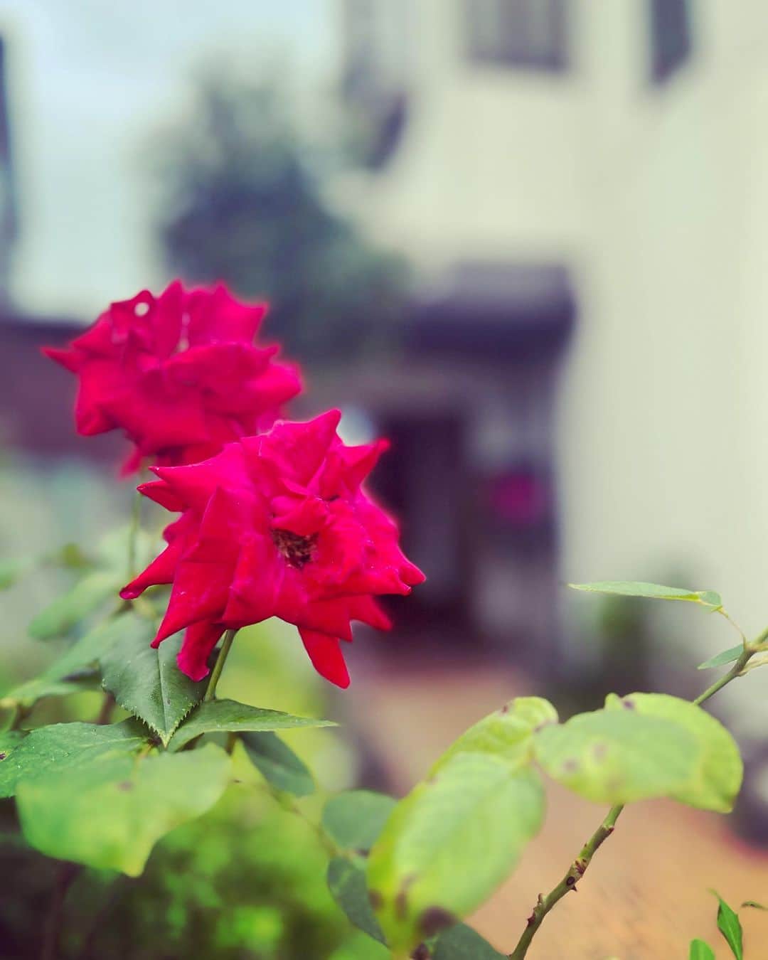 月船さららのインスタグラム：「うちは庭に父が植えた薔薇があります。 いつも花を咲かせているわけでないのに、父が亡くなったときも、私が、法要で帰郷したタイミングのときも、何故か…咲くのです。 父が咲かせているように感じてしまいます。」